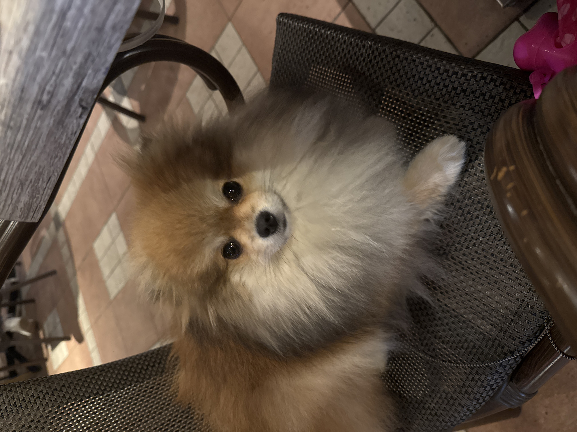 A small, fluffy dog, resembling a Pomeranian, is prominently featured in this close-up, high-angle shot. The dog's fur is a mix of golden-brown and cream, with darker shading around its face. It has dark, expressive eyes and a small black nose, looking directly up at the camera with an attentive and gentle expression.
The dog is positioned on a dark grey, woven chair, which occupies a significant portion of the lower and right side of the frame. To the left, a light-colored, possibly wooden or laminate, tabletop or counter edge is visible, slightly out of focus. The background reveals a tiled floor with light brown or orange tiles arranged in a diamond pattern, separated by lighter grout lines, suggesting an indoor setting. In the upper right corner, a blurred, bright pink object, possibly a toy or accessory, can be seen. Another dark, rounded object, perhaps another chair leg or table leg, is partially visible near the top right.
The image captures a quiet moment indoors, with the dog as the central focus, seemingly interacting with the person taking the photo. There is no visible text in the image. The setting suggests a casual environment, possibly a home or a pet-friendly cafe in Sofia, Bulgaria.