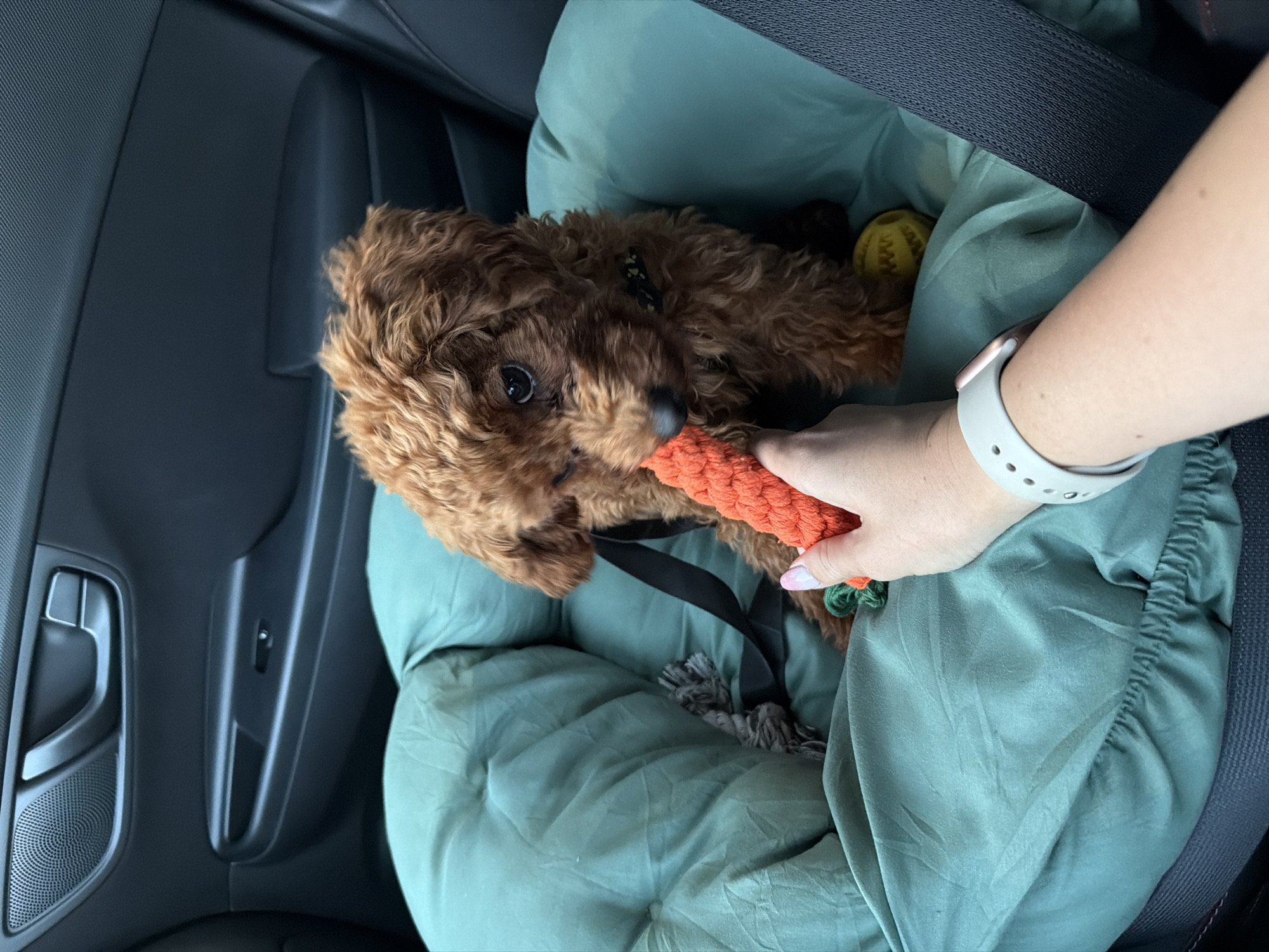 In the foreground of the image, a person's hand with painted nails is holding an orange carrot-shaped dog toy. The toy is being offered to a small, brown, curly-haired dog. The dog is sitting in a plush, teal-colored pet booster seat, which is secured in the passenger seat of a car. The car's interior is visible, with a black door panel, a speaker grille, and a car seatbelt. A yellow ball toy is also visible in the booster seat. The image appears to have been taken inside a car, likely in Sofia, Bulgaria, given the context provided. The lighting is natural, suggesting it was taken during the daytime.
