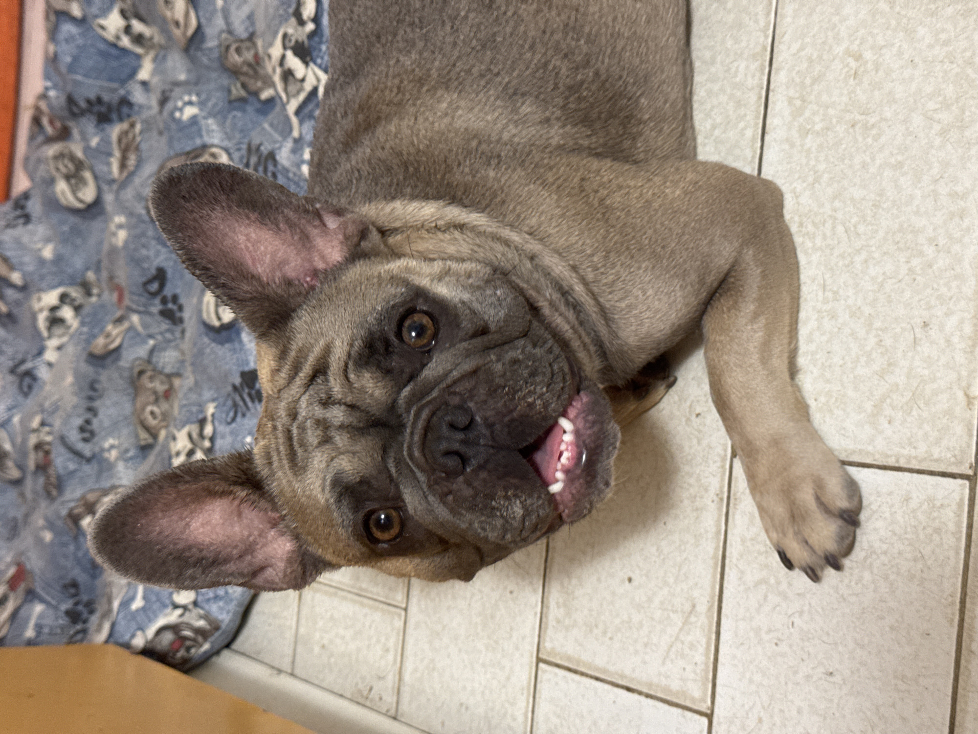A fawn-colored French bulldog is lying on a tiled floor in what appears to be an indoor setting, possibly a home. The dog is facing the camera with its mouth slightly open, revealing its teeth. Its ears are upright and alert. Behind the dog, there is a blue blanket with a pattern of cartoonish dogs. The floor is made of light-colored square tiles. The lighting suggests it is daytime, with light coming from an unseen source. There is no indication of the dog's location in San Benedetto del Tronto, Italy, as the image does not contain any recognizable landmarks or contextual clues to pinpoint a specific city or country.