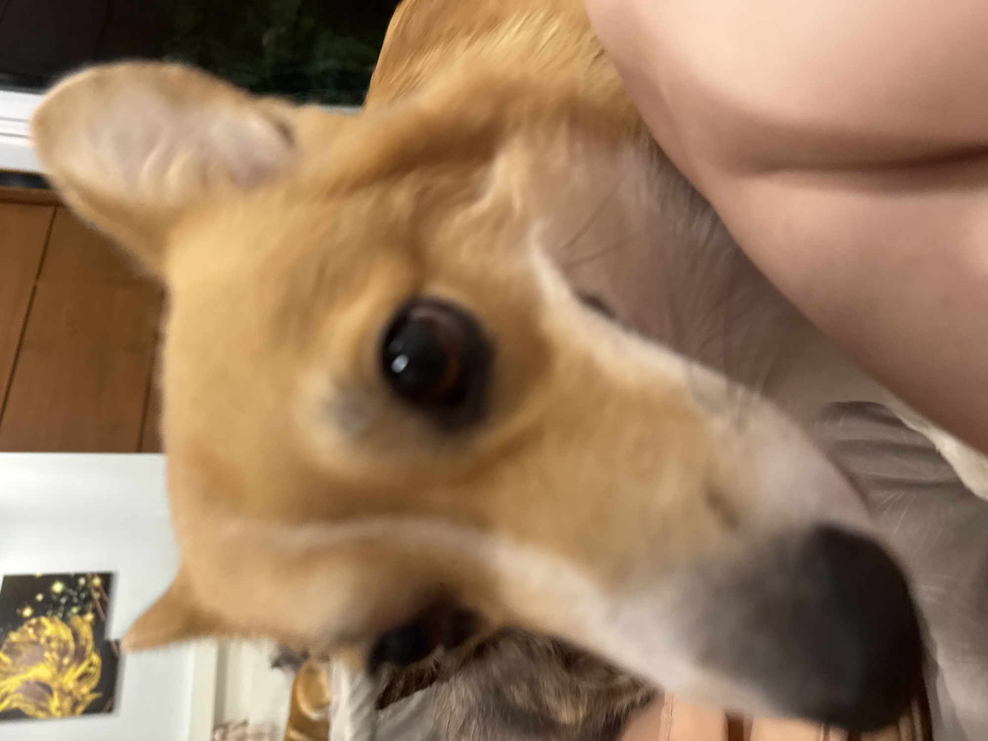 The image is a close-up, blurry photograph of a dog, likely a Corgi, with tan and white markings. The dog is looking directly at the camera with dark eyes. A person's arm and shoulder are visible in the foreground on the right side of the image. In the background, a painting with yellow and black elements is hanging on a wall, and wooden blinds or doors are visible. The lighting suggests an indoor environment, possibly a residential setting. The location in Rawai, Thailand is not visually apparent from the provided image.