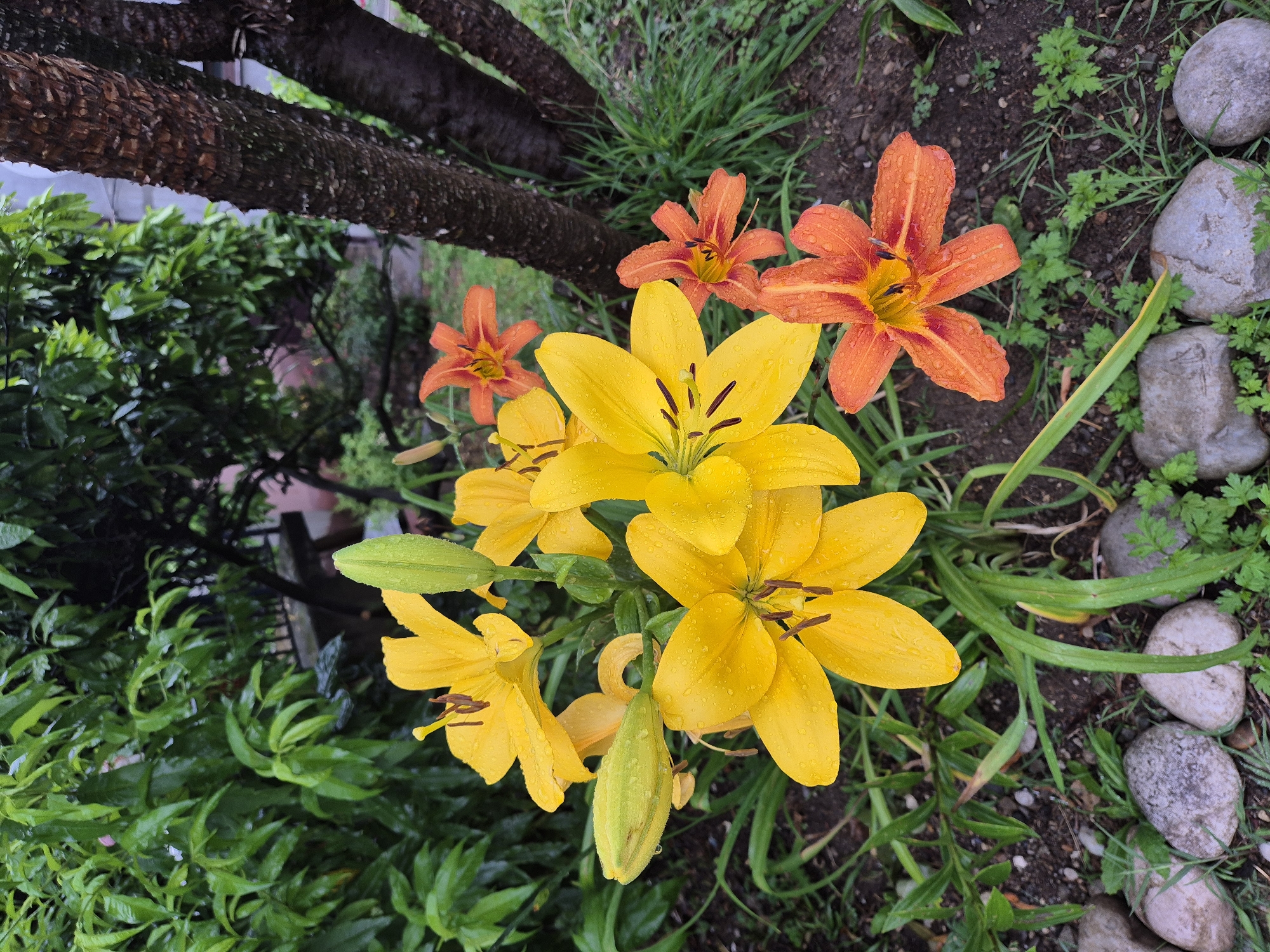 In Ldzaa, Abkhazia, a cluster of vibrant orange and yellow lilies blooms in a garden setting. The flowers, some bearing water droplets, are interspersed with lush green foliage and dark soil. In the background, the textured bark of a tree trunk and the blurred outline of a fence suggest a residential or park environment. Smooth, grey stones are scattered at the base of the plants, bordering the flower bed. The overall scene depicts a close-up view of a garden after a rain, emphasizing the beauty of the blooming lilies.