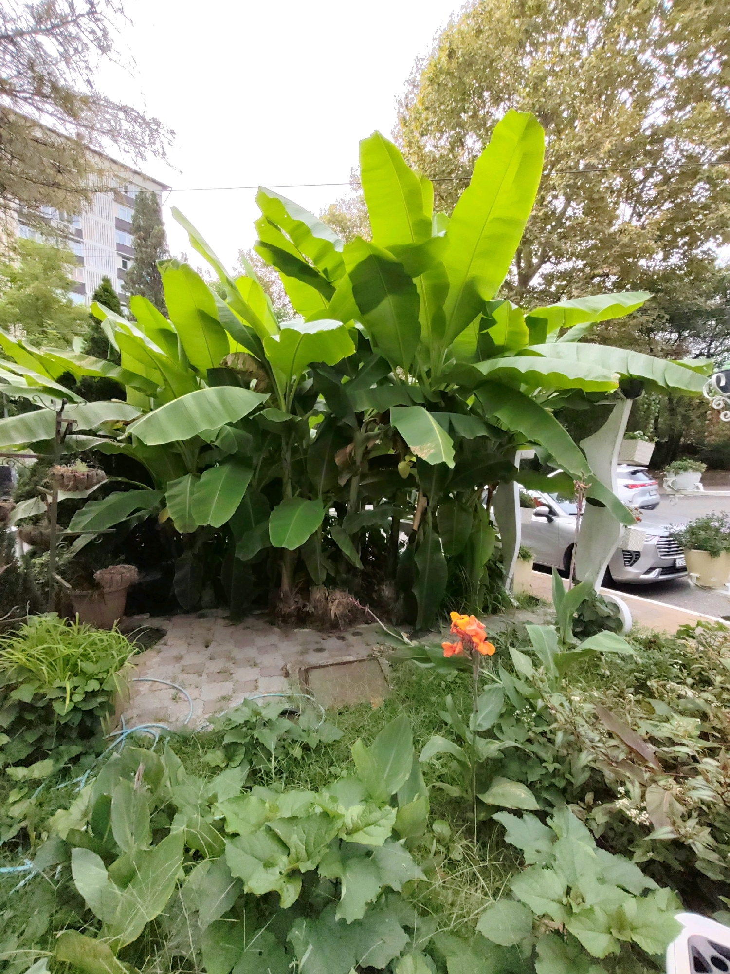 A dense cluster of large banana plants dominates the foreground of this outdoor scene in Sochi, Russia. The banana plants, with their broad green leaves, are situated on a paved area. To the left of the banana plants, there is a decorative metal stand with multiple hanging planters. In front of the banana plants, a single orange flower stands out against a backdrop of green foliage. A blue hose lies on the ground near the banana plants. In the background, a multi-story building is visible, with trees partially obscuring it. A silver car is parked to the right of the banana plants, and another car is visible further down the street. The environment suggests a street-side setting within a city.