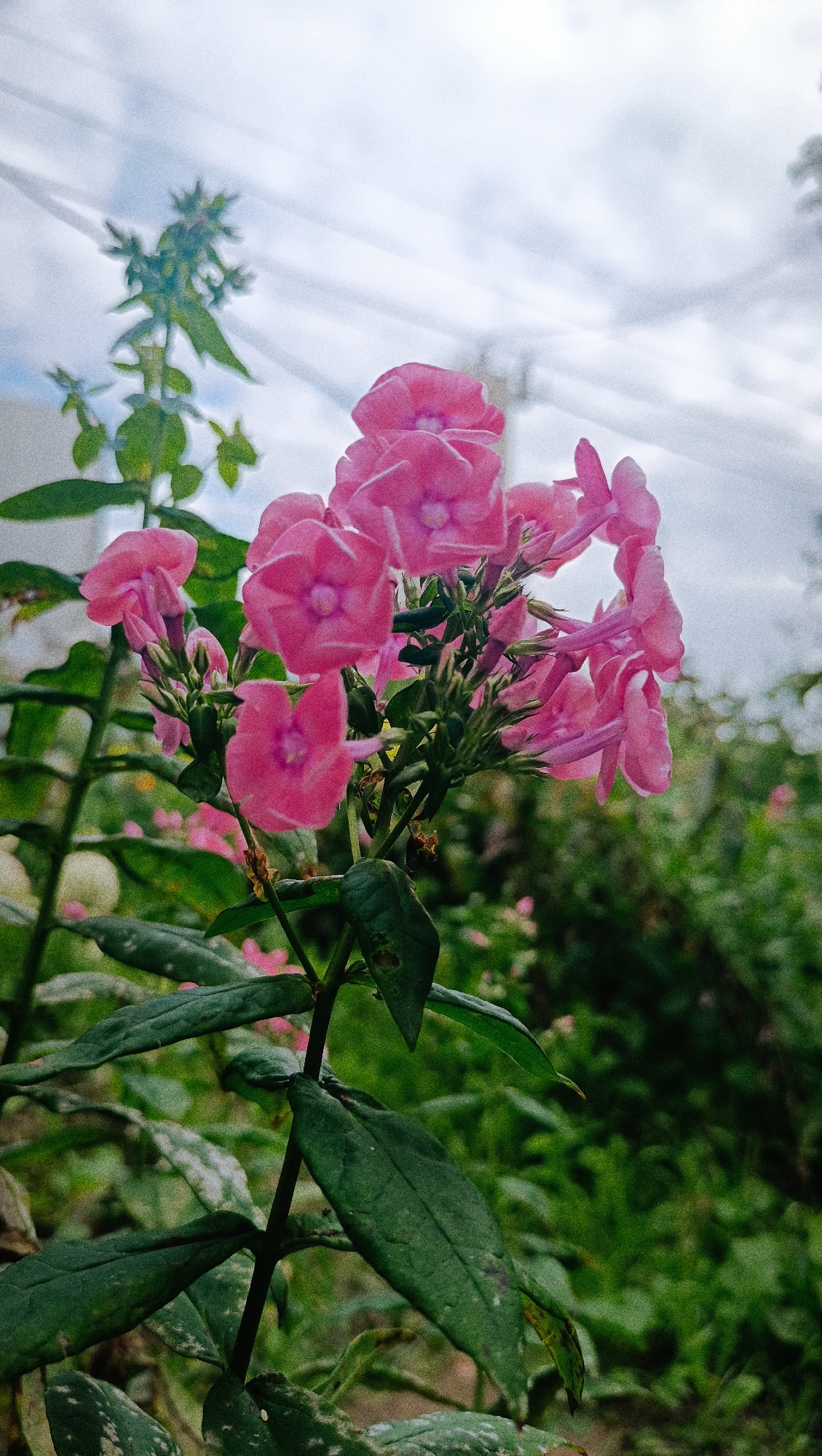A close-up, eye-level shot captures a cluster of vibrant pink phlox flowers in bloom. The flowers, with their delicate petals and distinct centers, are the primary subject, positioned centrally in the frame. They are attached to a dark green stem with several large, elongated green leaves. The foliage appears somewhat dusty or speckled with white. In the background, the scene is blurred, revealing more greenery, suggesting a garden or natural setting. The sky above is overcast with wispy white clouds, and faint linear structures, possibly power lines, are visible against the sky. The overall impression is one of a natural, slightly wild, outdoor environment, likely in the city of Karsha, Russia, given the context. There are no people or discernible actions taking place.