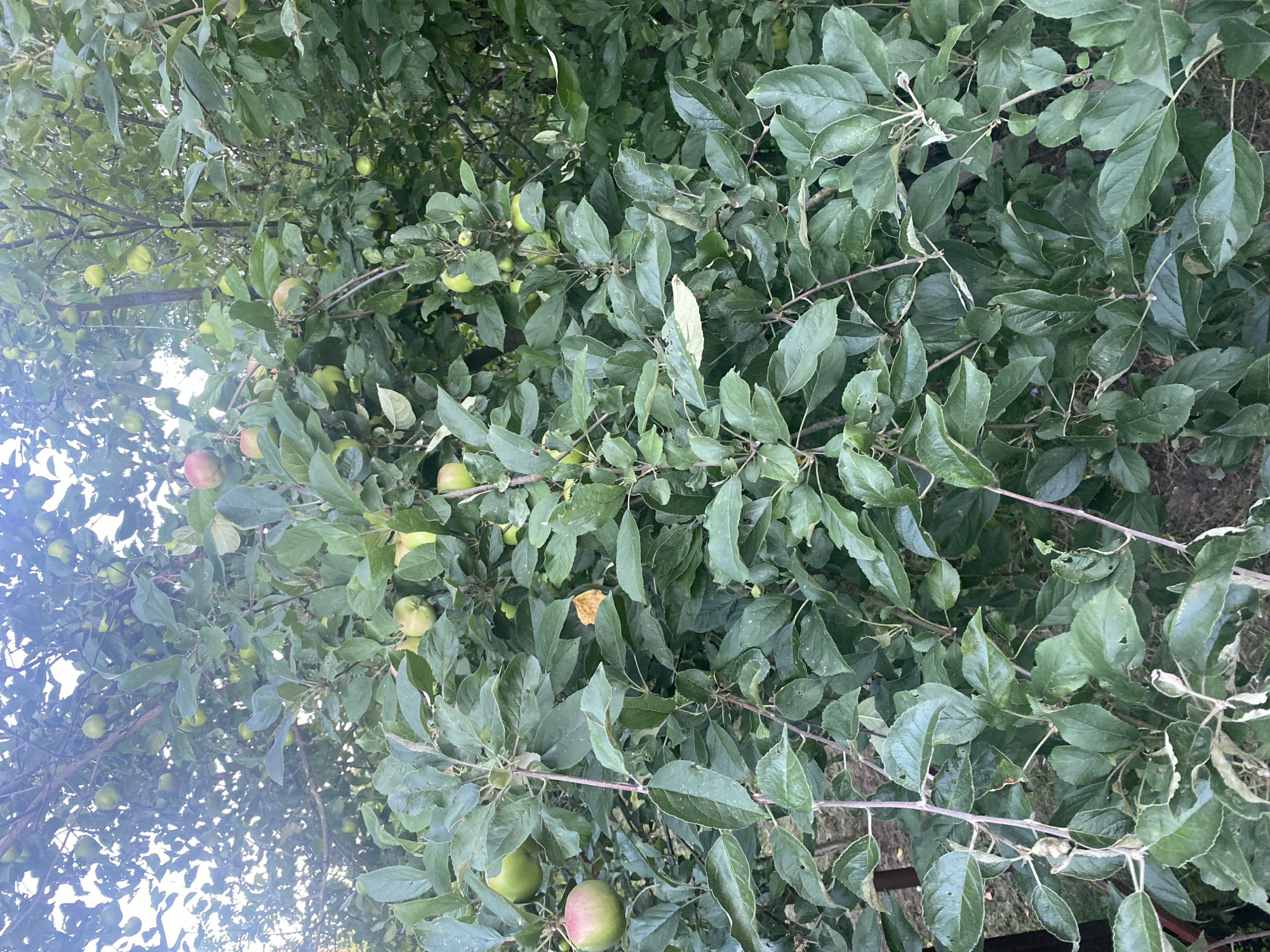 In the city of Mitino, Russia, an apple tree is heavily laden with ripening fruit. The image showcases a dense canopy of green leaves with numerous apples, primarily green with some tinges of red, scattered throughout. The branches are thick and intertwined, obscuring much of the background. The lighting suggests it is daytime, possibly late afternoon, given the soft illumination and some shadows. The ground beneath the tree is visible in small patches, appearing to be soil and possibly dry leaves. There are no people or animals present in the frame. The overall impression is one of abundance and natural growth.
