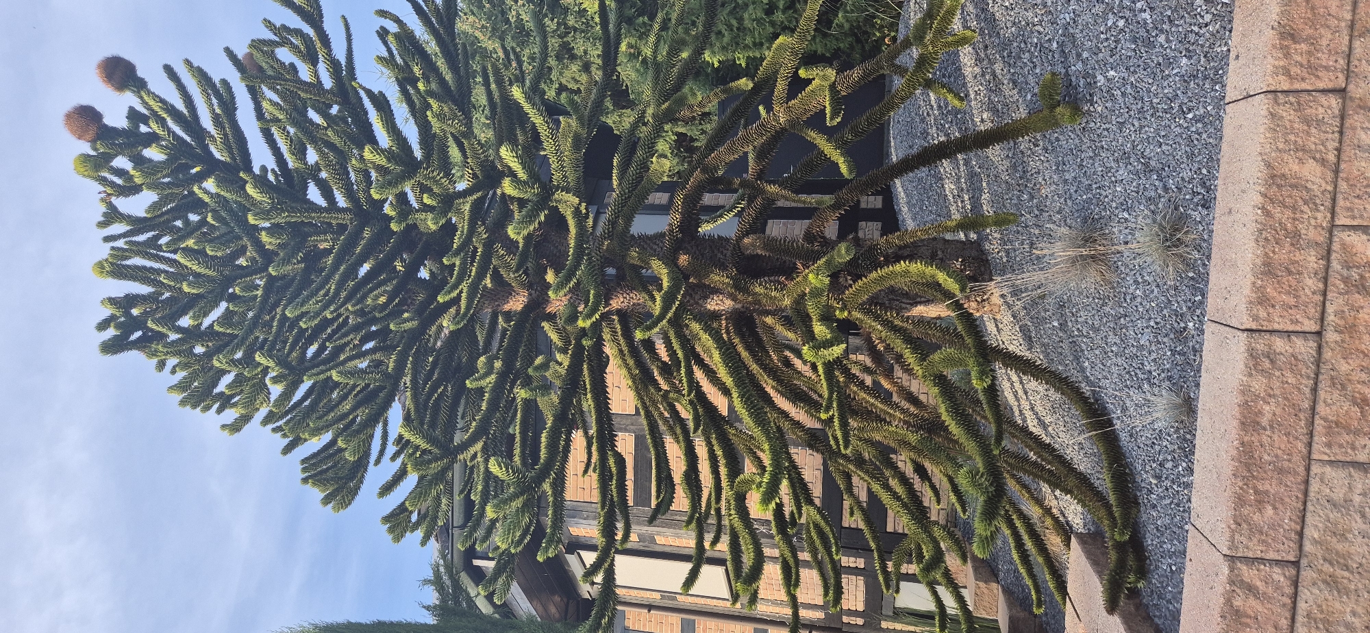 An eye-level outdoor, medium shot captures a mature Monkey Puzzle tree (Araucaria araucana) with its distinctive, spiky branches and needle-like leaves. The tree is situated in a garden setting, with a gravel ground cover of small, grey stones. In the background, a two-story house with a brick facade and dark wood accents is visible. The sky is a clear, light blue with a few faint clouds. The foreground features a low, reddish-brown stone retaining wall. The lighting suggests it is late afternoon, casting shadows and highlighting the textures of the tree and the building. The image appears to be taken in Budenheim, Germany, given the context provided. There are no people or animals present in the scene.