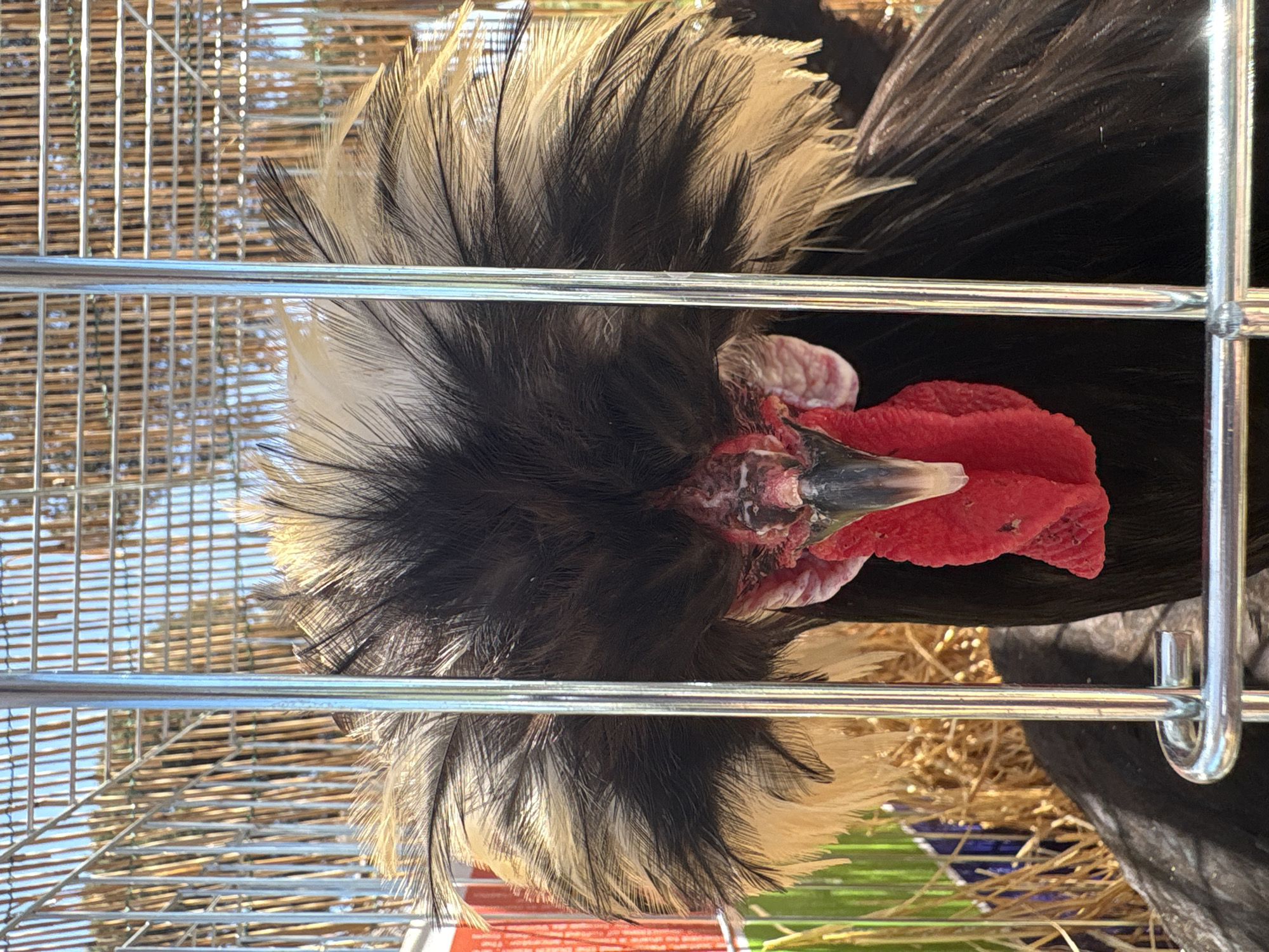 A close-up shows a black and white crested Polish chicken behind a metal cage. The chicken has a prominent red comb and white and black crest feathers. The background shows glimpses of outdoor light and materials. The cage's bars are shiny metal.