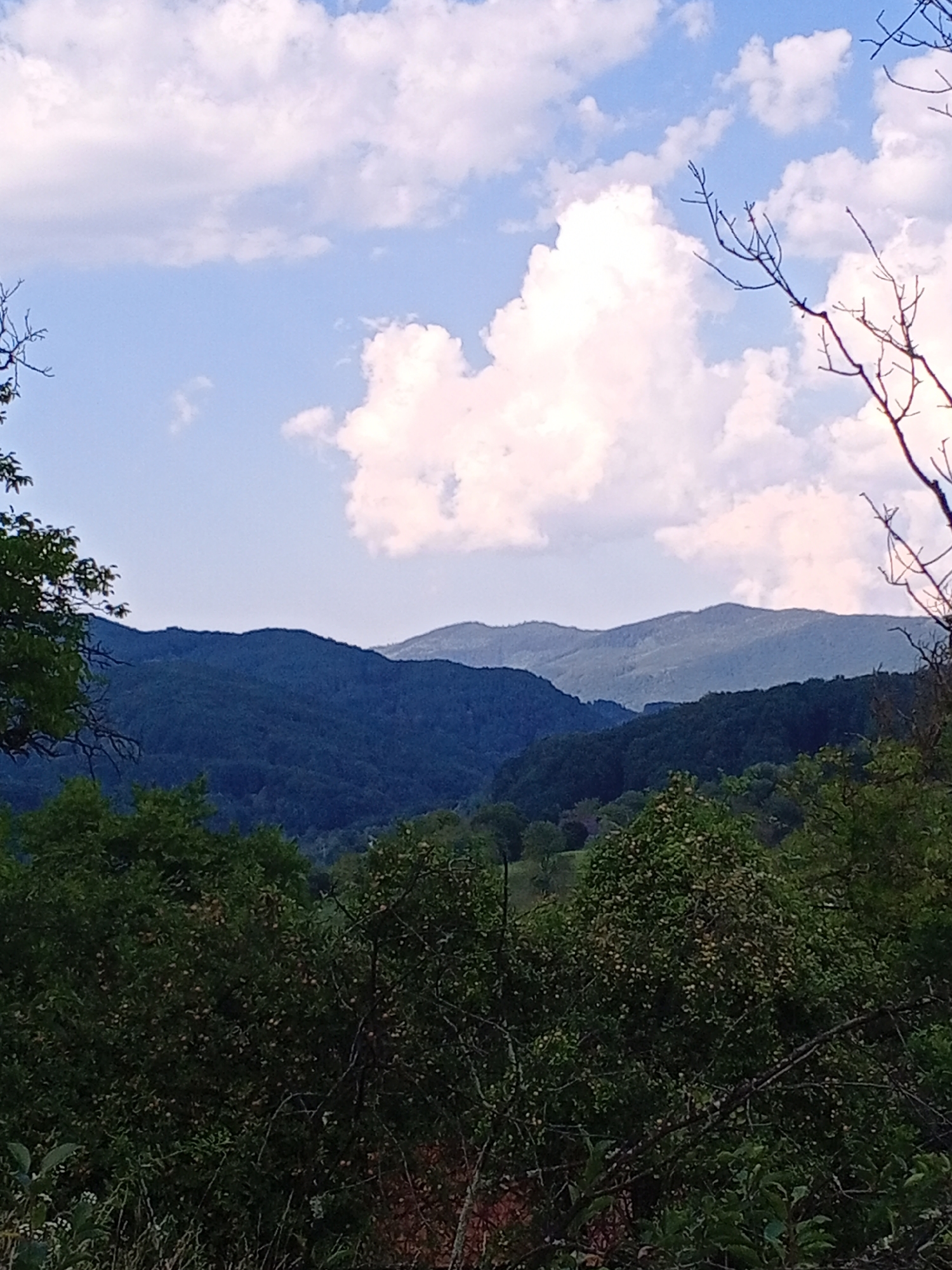 The image depicts a natural landscape with rolling hills covered in dense, dark green foliage. In the foreground, the branches of trees with sparse leaves extend into the frame, creating a framing effect. The midground shows layers of hills receding into the distance, becoming progressively lighter in shade, suggesting atmospheric perspective. The sky above is a clear blue, dotted with fluffy white cumulus clouds. The scene is likely a rural or mountainous area, with no indication of urban development. Without specific landmarks or context, pinpointing the exact location in Luh, Ukraine, is not possible based solely on the visual information provided. The image appears to capture a tranquil, possibly remote, natural setting.