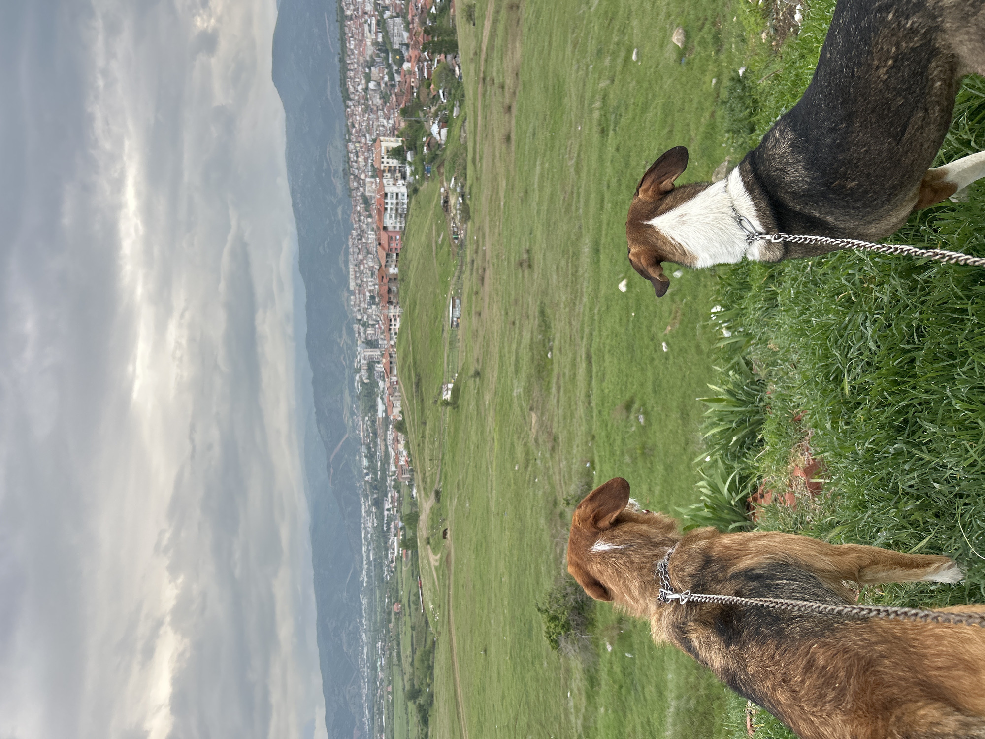 Two dogs stand on a lush green hillside, looking out over a sprawling valley. The image, captured from slightly above and behind the dogs, shows them attentive to the distant view.
In the foreground, on the right, is a dog with brown and black fur, wearing a chain collar and leash. Its ears are perked, and its gaze is directed towards the landscape. To its left, another dog, primarily black and white with some brown markings, also wears a chain collar and leash and looks intently forward. Both dogs appear to be medium-sized. The ground beneath them is covered in vibrant green grass, suggesting a spring or summer season.
The midground is dominated by the gentle slope of the green hill, which descends towards a valley. In the background, a dense urban area or town is visible, characterized by numerous buildings with a mix of light and reddish-brown roofs. The town stretches across the valley floor, bordered by towering mountains in the far distance that appear somewhat hazy under an overcast sky. The sky itself is filled with soft, gray clouds, with patches of brighter light suggesting the sun is diffused through the cloud cover.
The activity shows the dogs calmly observing the expansive scenery below, possibly during a walk. There is no visible text in the image. The scene depicts a tranquil moment with pets amidst a striking natural and urban landscape, consistent with a location like Polenitsa, Bulgaria.