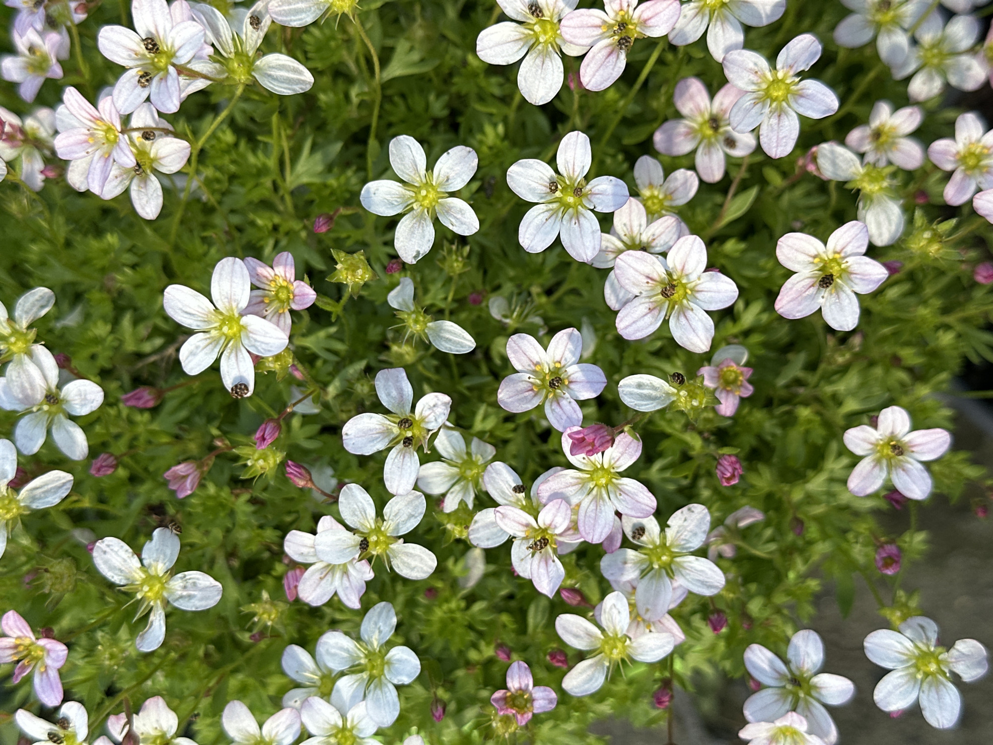 This close-up image presents a dense cluster of small, five-petaled flowers, predominantly white with faint pink or lavender hues, set against a backdrop of vibrant green, finely textured foliage. The flowers feature distinctive yellowish-green centers with visible stamens.
Numerous tiny, dark insects, resembling small beetles or ants, are visible on the petals and centers of several blossoms, indicating biological activity within the plant. The foliage is lush and forms a compact, moss-like ground cover, with some nascent flower buds also discernible.
The scene is brightly lit by natural light, suggesting it is daytime. The overall impression is one of delicate natural beauty and vitality. The setting is a garden or outdoor environment, likely a potted plant or a patch of ground cover. There are no identifiable location cues within the image itself, but the context provided places the scene in Sochi, Russia. No visible text is present.