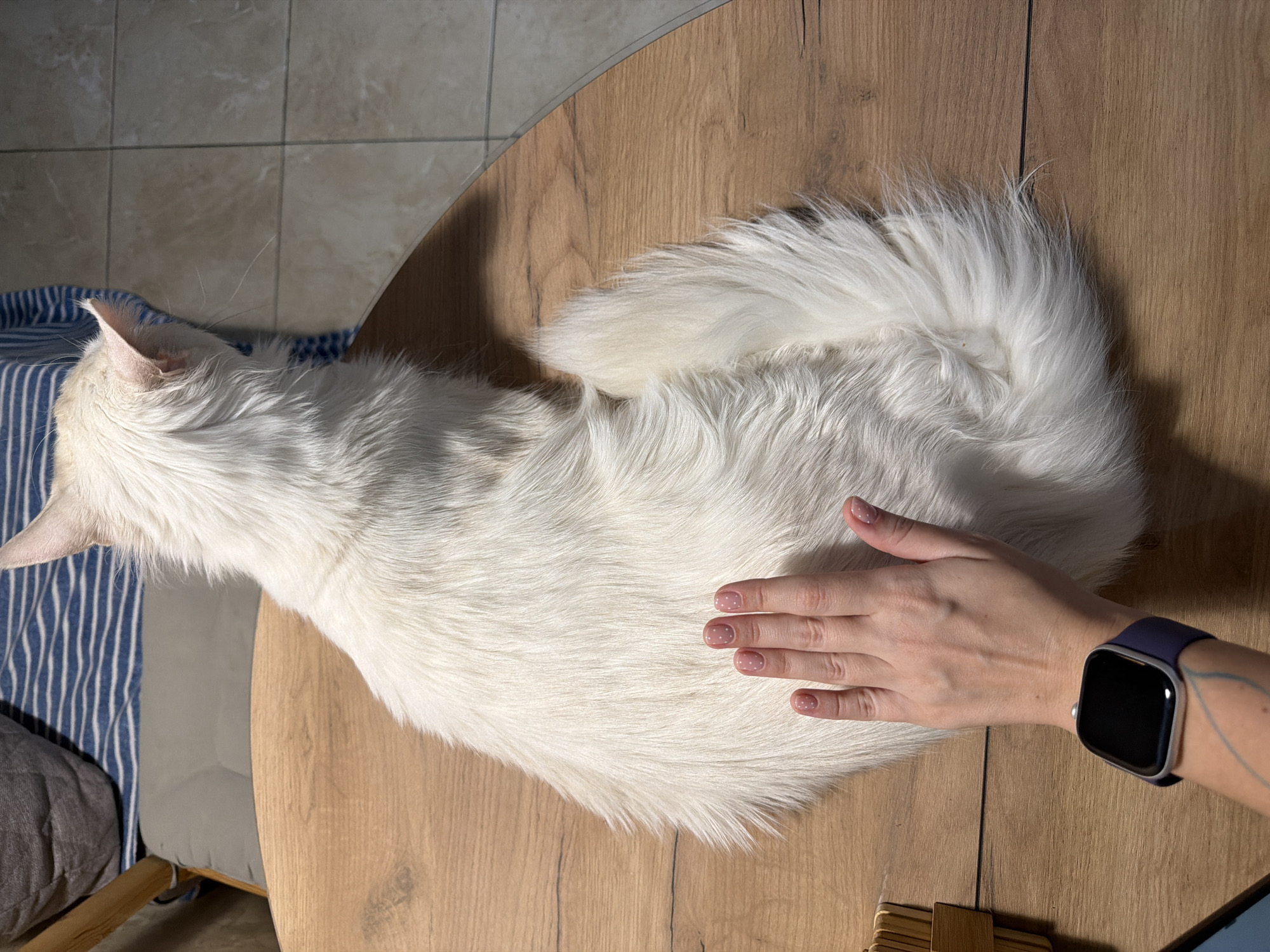 A person's hand is touching a long-haired, white cat that is lying on a wooden table. The person is wearing a blue smartwatch. The cat is curled up. A couch with striped pillows is visible in the background, partially under the table. The location is not specified as Kazan, Russia.
