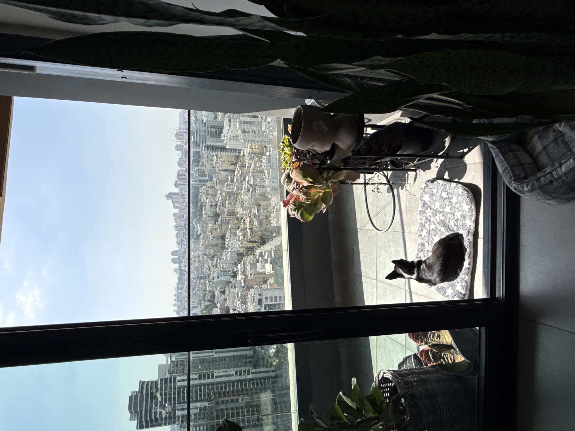 An eye-level, wide shot captured from inside a high-rise apartment or balcony overlooks a sprawling urban landscape. The primary subject is a black and white dog, possibly a French Bulldog, lying on a white mat with a star pattern. The dog is positioned near a large glass window with dark frames, looking out towards the city.
In the immediate foreground and top of the frame, large dark green leaves of indoor plants partially obscure the view. To the left of the dog, on a metal plant stand, are several potted plants, including succulents and a distinctive cream-colored planter shaped like a human head. A woven basket and a soft, plaid pet bed are also visible near the window on the right.
Beyond the window, a vast cityscape stretches into the distance under a clear, pale blue sky with minimal cloud cover. Numerous buildings of varying heights and architectural styles populate the urban environment, suggesting a dense metropolitan area. The bright sunlight casts distinct shadows from the plants and the dog, indicating it is daytime, likely morning or early afternoon. The scene conveys a sense of calm and domesticity amidst the bustling backdrop of Ramat Gan, Israel. No visible text is present.