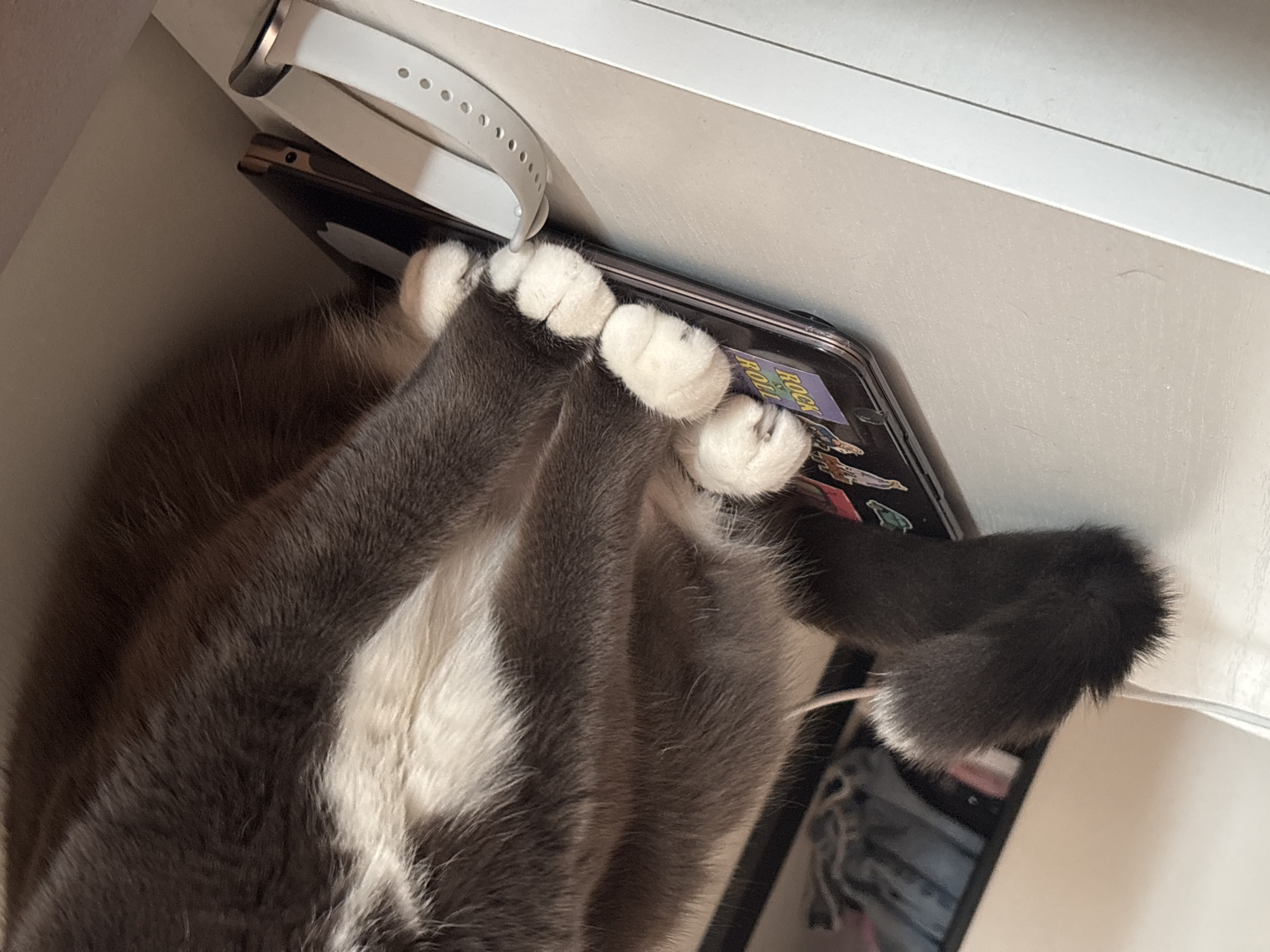 A gray and white cat is lying on top of a black smartphone. The cat's paws are visible, and they are white. The smartphone is resting on a white surface, possibly a desk or shelf, next to a white smartwatch. The phone case has stickers on it. The image gives no indication of Vladivostok, Russia.