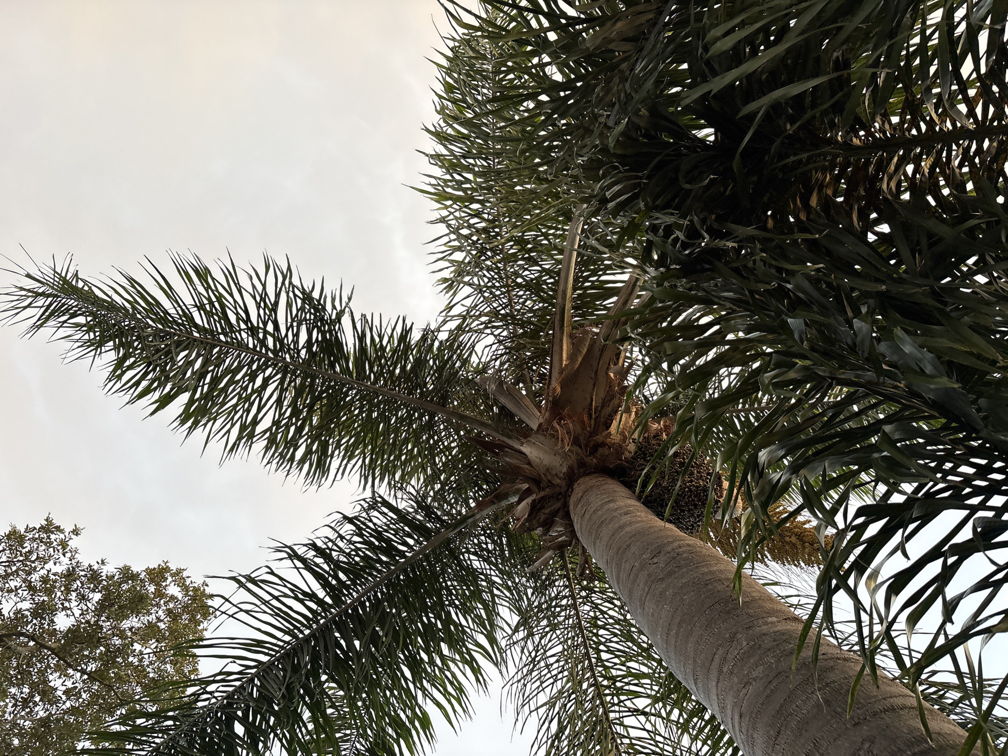 This image, taken from a low-angle perspective looking upwards, showcases a cluster of palm trees against a pale, overcast sky. The foreground is dominated by the thick, textured trunk of a large palm tree, which curves upwards and to the left. Its trunk displays a distinct pattern of horizontal rings. The fronds of this palm tree, long and feathery, fan out from the top of the trunk, creating a dense canopy. To the right and further back, other palm trees are visible, their fronds also filling the frame. The leaves are a deep green, some appearing darker due to shadow and density, while others are lighter where they catch the diffused light. In the upper left corner, the branches and sparse foliage of a deciduous tree are visible, contrasting with the palm fronds. The overall impression is one of lush tropical vegetation. The image is believed to have been captured in South Venice, Florida, United States of America.