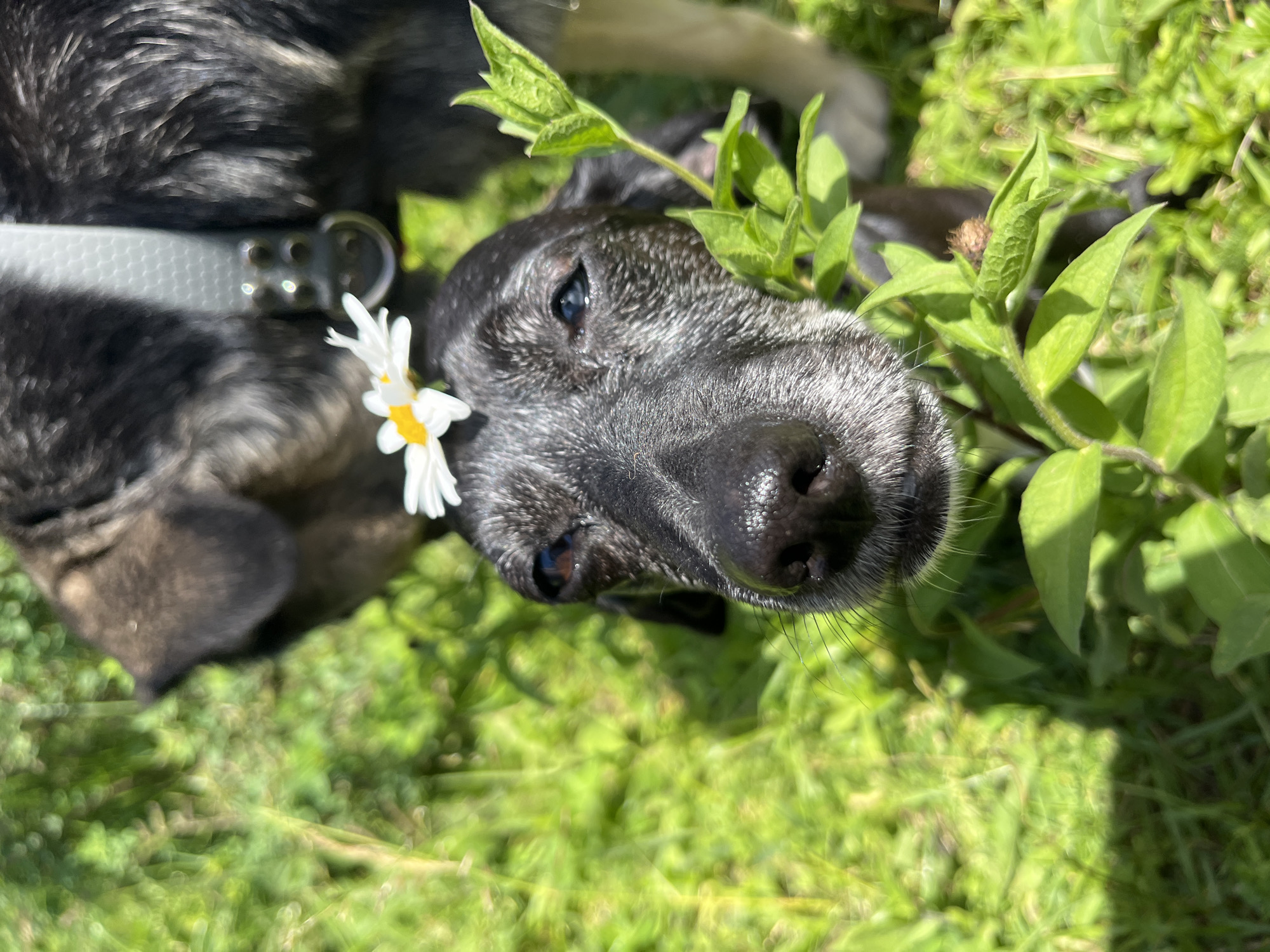 The image captures a close-up, slightly angled overhead view of a black and gray dog lying in green grass. The dog's head is tilted, and its face is turned towards the camera. A single white daisy with a yellow center is placed near its snout, with its petals gently resting on the dog's fur. The dog appears to be wearing a white collar with a metallic buckle. Lush green foliage is visible in the foreground, partially obscuring the dog's body and head, and also in the background. The lighting suggests it is a sunny day, with bright sunlight casting dappled shadows on the grass. The overall mood of the image is serene and peaceful, with the dog appearing relaxed and content. No text is visible in the image. The location context provided is Nizhny Tagil, Russia.