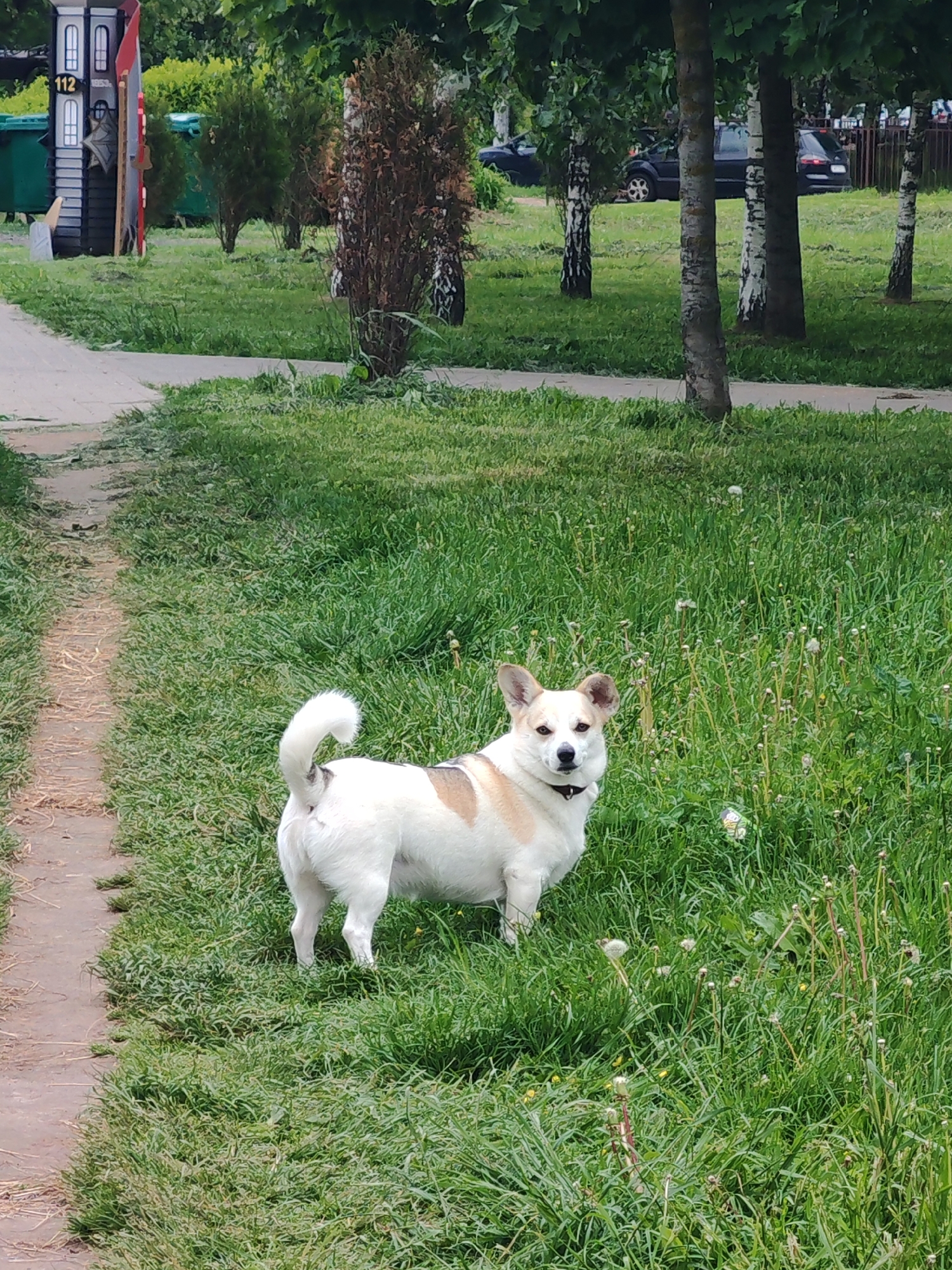 A medium shot shows a white and light brown dog standing in a patch of tall, green grass in Unknown, Unknown. The dog faces the viewer, its ears perked and tail curled up. A black collar encircles its neck. To the left of the dog, a narrow dirt path runs alongside the grassy area. In the background, trees and bushes dot a grassy field, and a parked dark-colored car is visible between the trees. On the far left, a small, decorated wooden structure with the number "112" is positioned near a green dumpster.