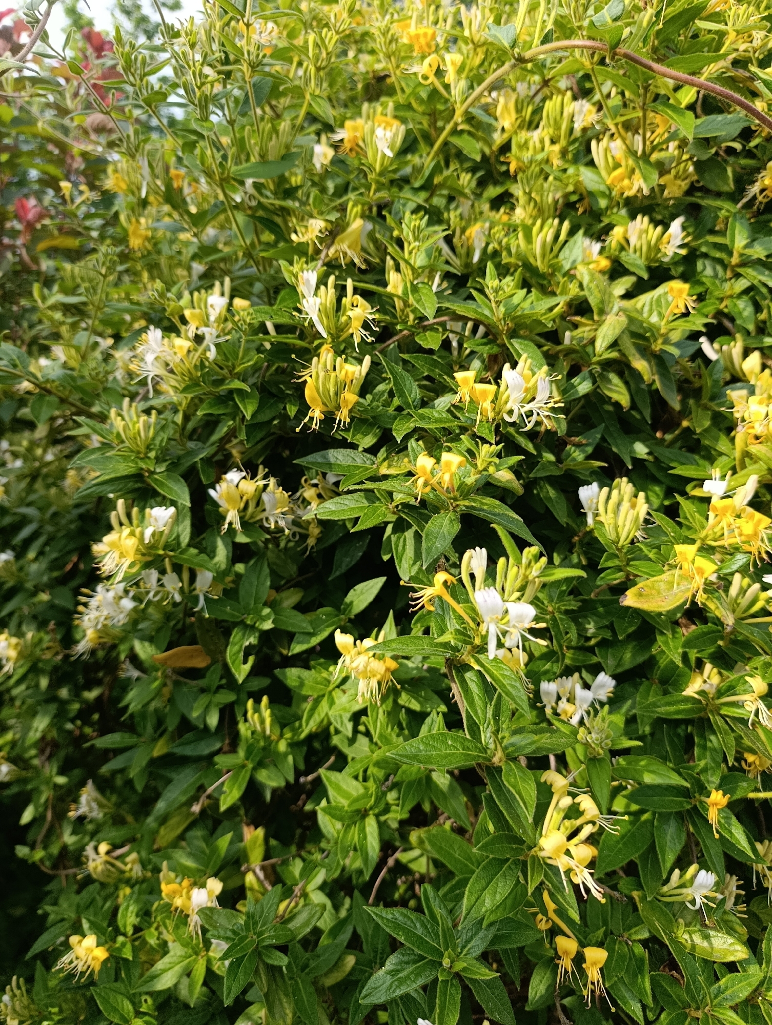 A dense, lush green bush with numerous small, tubular flowers in shades of white and yellow is shown in a medium shot. The flowers have delicate, wispy stamens. The leaves are a vibrant green and appear healthy. Some of the flowers are closed buds, while others are fully open, revealing their intricate details. The bush is densely packed with foliage and blooms, creating a textured and natural appearance. The lighting suggests it is daytime, possibly outdoors. No people or animals are visible in the image. The scene depicts a natural setting, possibly a garden or park within the city of Bratske, Ukraine.