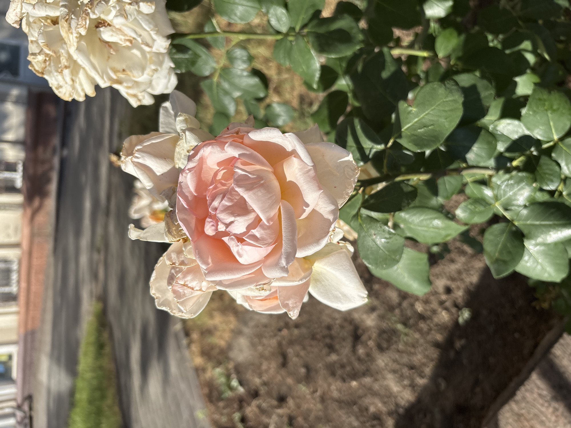 A close-up, eye-level outdoor shot features a pale pink rose in full bloom, positioned in the foreground and slightly to the left of the frame. The rose's petals are delicate and layered, with soft shadows highlighting their texture. Behind it, to the right, a faded white rose with browning edges is partially visible. Both roses are attached to a bush with vibrant green leaves. The background is blurred, showing a paved area, a strip of grass, and a building with windows and an entrance. The lighting suggests it is daytime, casting distinct shadows. The scene is devoid of people.
