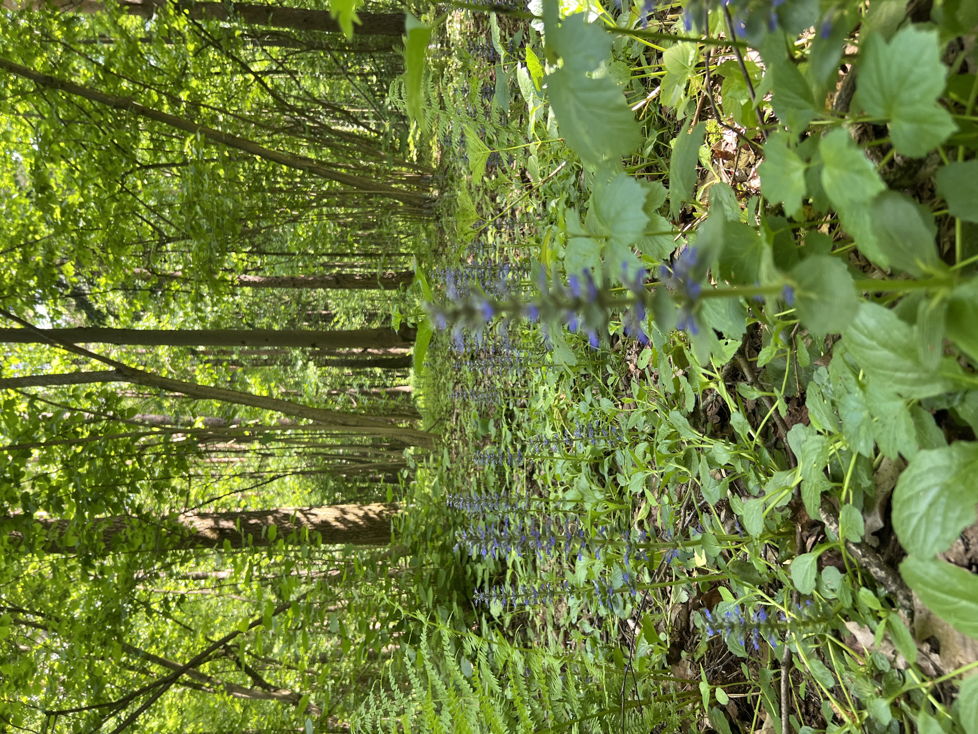 The image depicts a forest scene, possibly a park or woodland area, with a path or clearing visible between densely packed trees. The foreground features lush ground vegetation, including green leafy plants and some flowering purple plants. The trees are tall and thin, with green foliage creating a canopy above. There are no people visible in the scene. The lighting is bright, suggesting a daytime shot. There is no specific information confirming its location in Vnukovo, Russia, so I cannot confirm that.