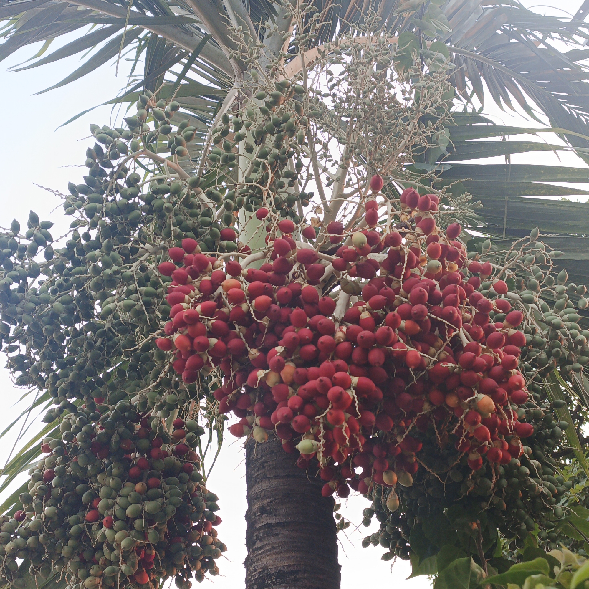 The scene is located in Tinaquillo, Venezuela. The image depicts a palm tree, viewed from a low-angle perspective against a bright, clear sky. The central and dominant feature consists of numerous dense clusters of ovoid fruits suspended from the tree's crown. These fruits exhibit two primary color phases: a significant quantity of unripe, green fruits are distributed throughout the clusters, and a large, prominent grouping of ripe, bright red fruits is situated centrally and to the right. Additional smaller clusters of red fruits are interspersed. Some fruits display transitional orange or pale green-yellow coloration. The dark, textured trunk of the palm tree is partially visible at the lower center of the frame. Segments of large, fanning palm fronds are present along the upper and lateral edges. No human subjects, animals, or man-made objects are present. The environment is an outdoor, daylight setting.