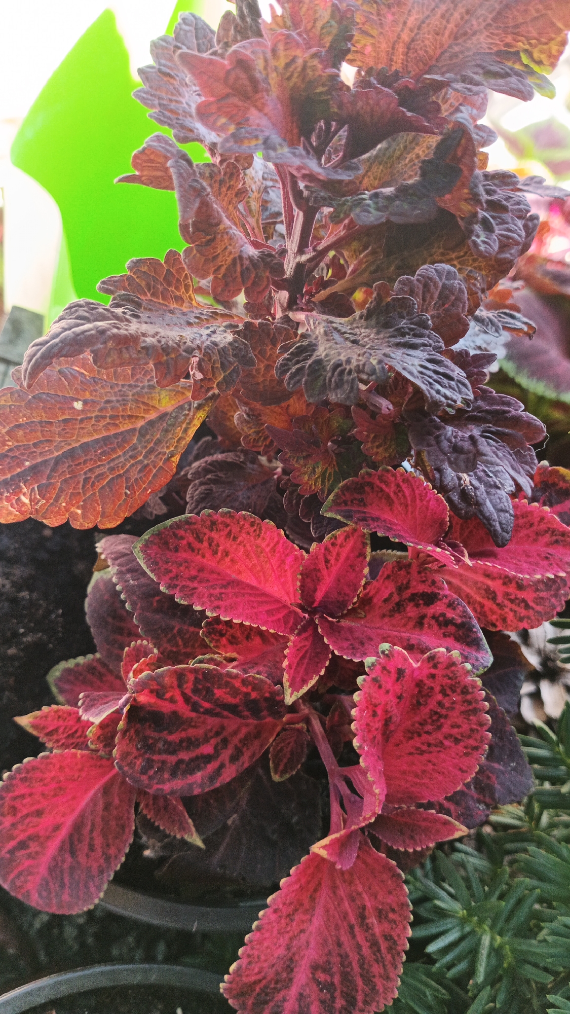 A close-up, eye-level, vertical shot showcases a vibrant coleus plant in Kryvyi Rih, Ukraine. The plant's leaves display a striking gradient of deep reds, rich burgundies, and hints of black, with some exhibiting a lighter, almost copper hue. The edges of the leaves are finely serrated. In the background, a bright lime green object, possibly a watering can, is visible to the upper left. To the lower right, a small, dark green, coniferous plant peeks into the frame. The lighting is bright, suggesting an outdoor setting during the day. No people are present in the image.