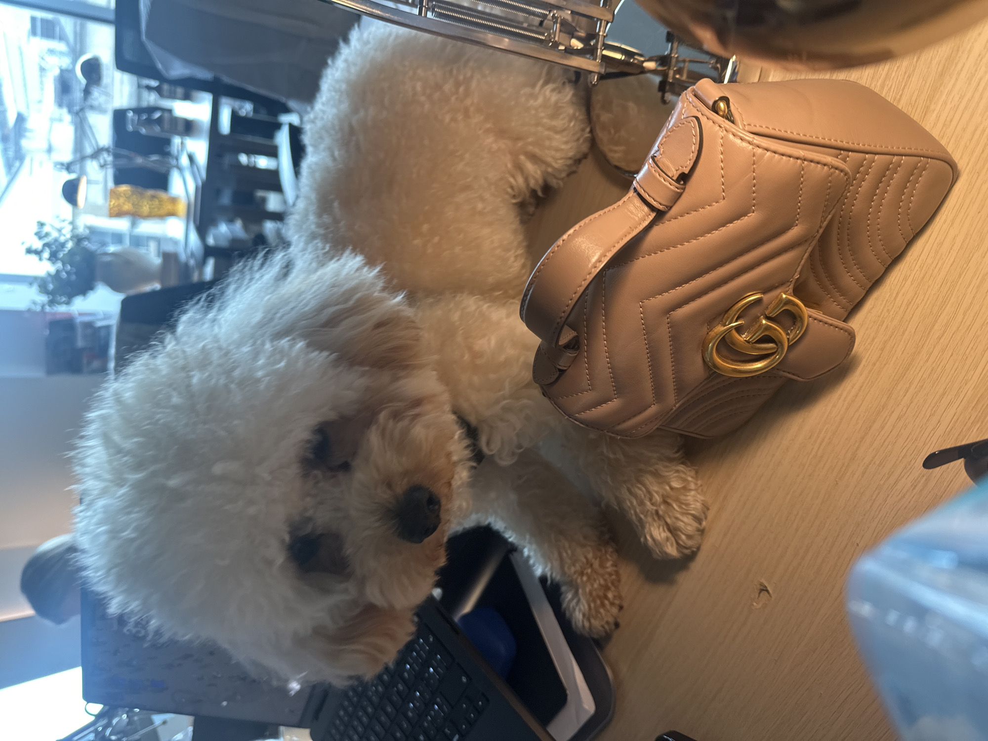A medium-sized, fluffy white dog lies on a wooden desk next to a light pink leather handbag with a gold interlocking "G" logo. The dog is positioned near a laptop keyboard. The environment suggests an office or workspace, with glimpses of a city scene visible through a window in the background, possibly London, United Kingdom. The scene contains no interactions or visible actions.