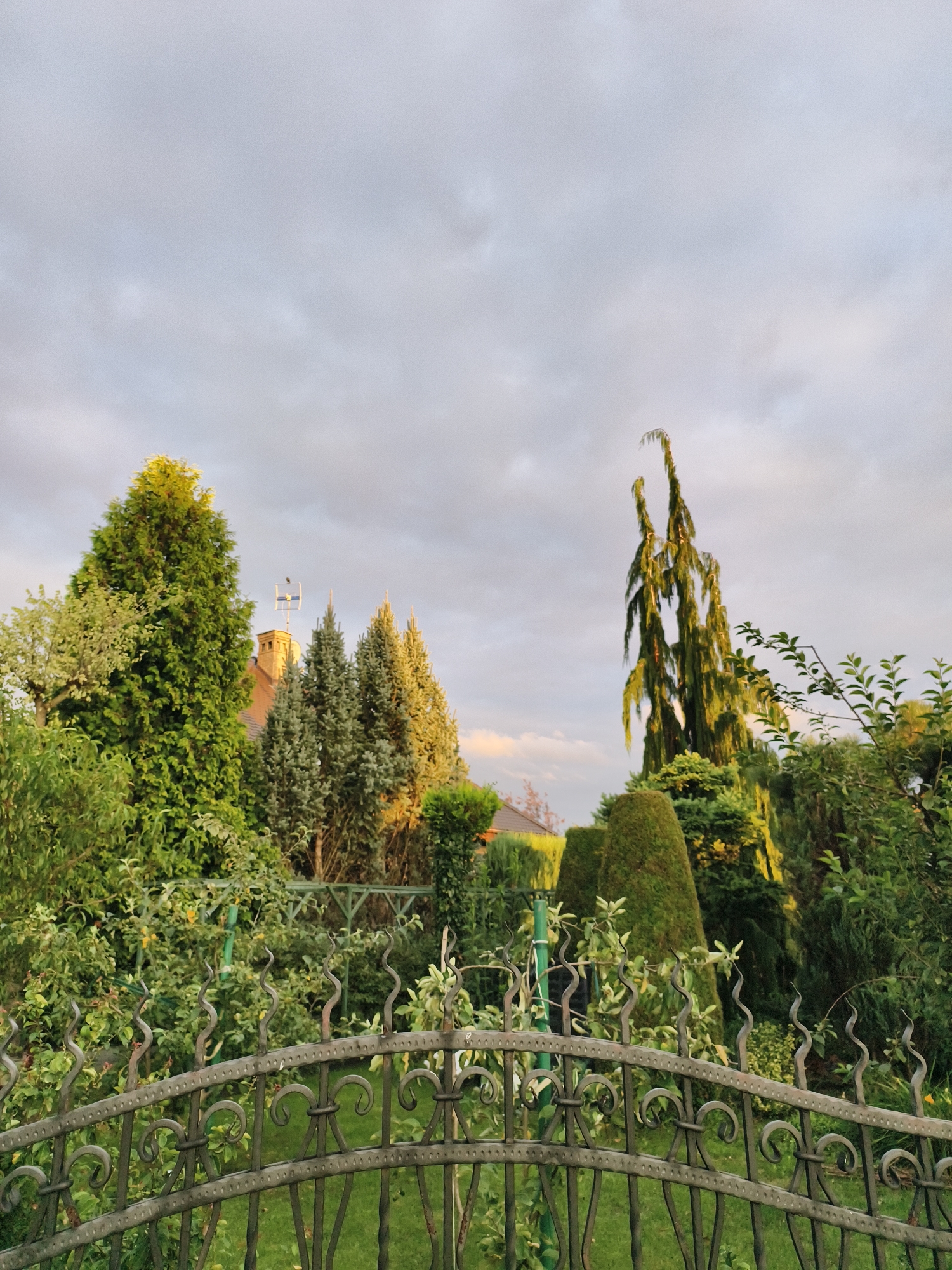 This is a wide-angle, eye-level photograph of a garden scene in Tczew, Poland. The foreground is dominated by a dark, ornate metal fence with intricate scrollwork and pointed finials. Behind the fence, a lush green lawn stretches into the midground. Beyond the lawn, a variety of trees and shrubs create a dense, verdant backdrop.
To the left of the frame, a tall, conical evergreen tree is prominent, its foliage illuminated by warm, golden light. To its right, a house with a reddish-brown roof and a chimney is partially visible. A weather vane, topped with a blue and white flag or symbol, sits atop the chimney.
Further into the midground, a row of various evergreen trees, some with blue-green needles, stand tall. A distinctive, dramatically weeping tree with long, cascading branches stands out in the center-right of the frame, its form silhouetted against the sky. Other, more conventionally shaped evergreen topiaries and shrubs fill the spaces between the taller trees.
The sky above is a mix of grey clouds and patches of lighter, brighter sky, suggesting either dawn or dusk. The overall lighting is soft and diffused, with pockets of sunlight highlighting certain areas of the foliage, particularly on the right side of the image. The image depicts a well-maintained, private garden.