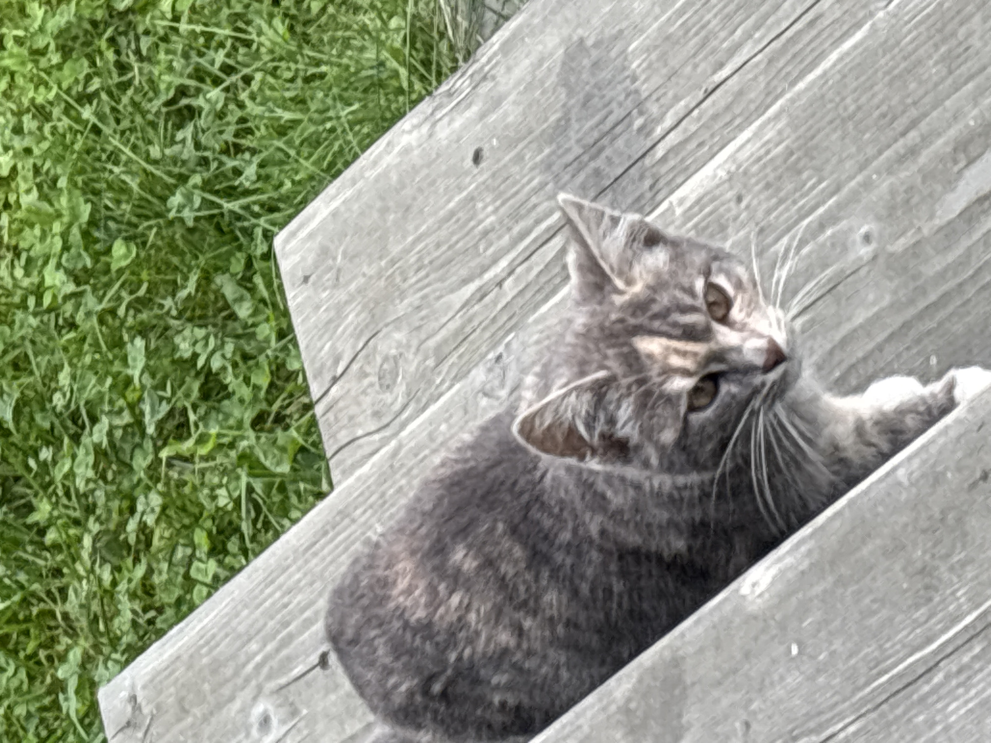 A grey and tabby cat is sitting on wooden steps outdoors. The cat is facing forward with its head tilted to the side, looking directly at the camera. Its fur is short and appears to be a mix of grey, black, and brown. The cat has large, expressive amber eyes, pointed ears, and long white whiskers. The wooden steps are weathered and have visible grain and knots. In the background, green grass and foliage are visible. The scene appears to be in a natural, outdoor setting, possibly a garden or yard. There is no indication of the specific location in Zvenigorod, Russia.