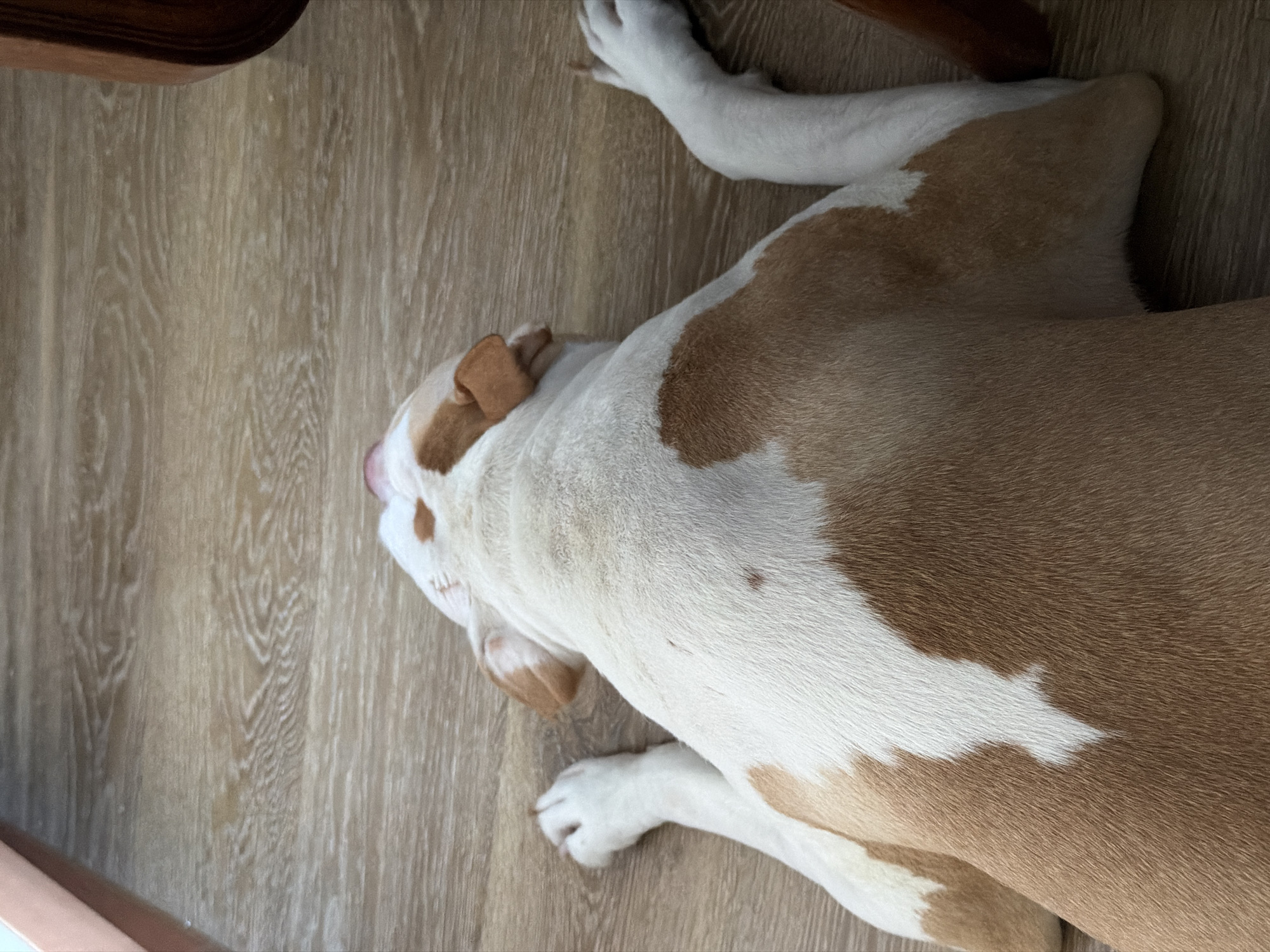 A tan and white dog is lying on a wooden floor. Its head is near the bottom left of the frame. Its body stretches towards the upper right. The dog's paws are white. The dog's left ear is tan. Part of a brown chair leg is visible in the upper left.