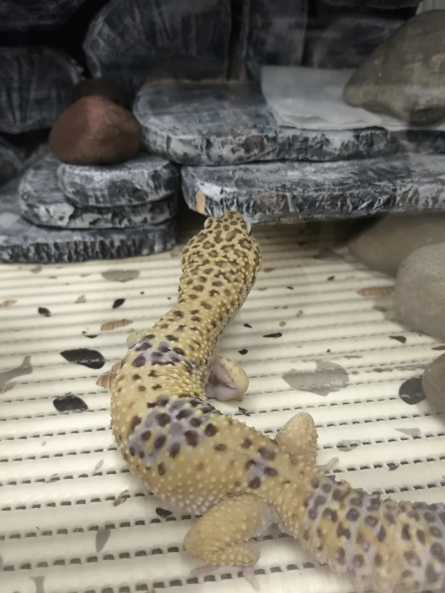 An indoor photograph, taken in Chaikovsky, Russia, depicts a leopard gecko (Eublepharis macularius) positioned within an artificial enclosure. The gecko, observed from a dorsal-lateral view, exhibits a yellow base coloration with prominent dark brown spots and distinct lavender-purple patches along its body and tail. Its skin surface is visibly textured. The animal is situated on a light-colored, grid-patterned substrate, upon which small, irregular dark and light fragments, possibly shed skin or detritus, are scattered alongside several dark stains. The background features a multi-tiered structure composed of stacked, flat, dark grey rocks or artificial rock formations, with a single rounded, reddish-brown stone integrated into the upper left portion of this arrangement. To the right, a large, rounded grey stone is visible, with a smaller stone adjacent. A crumpled piece of white paper or fabric rests on one of the grey rock surfaces. No human subjects or discernible actions are present beyond the gecko resting within its habitat.