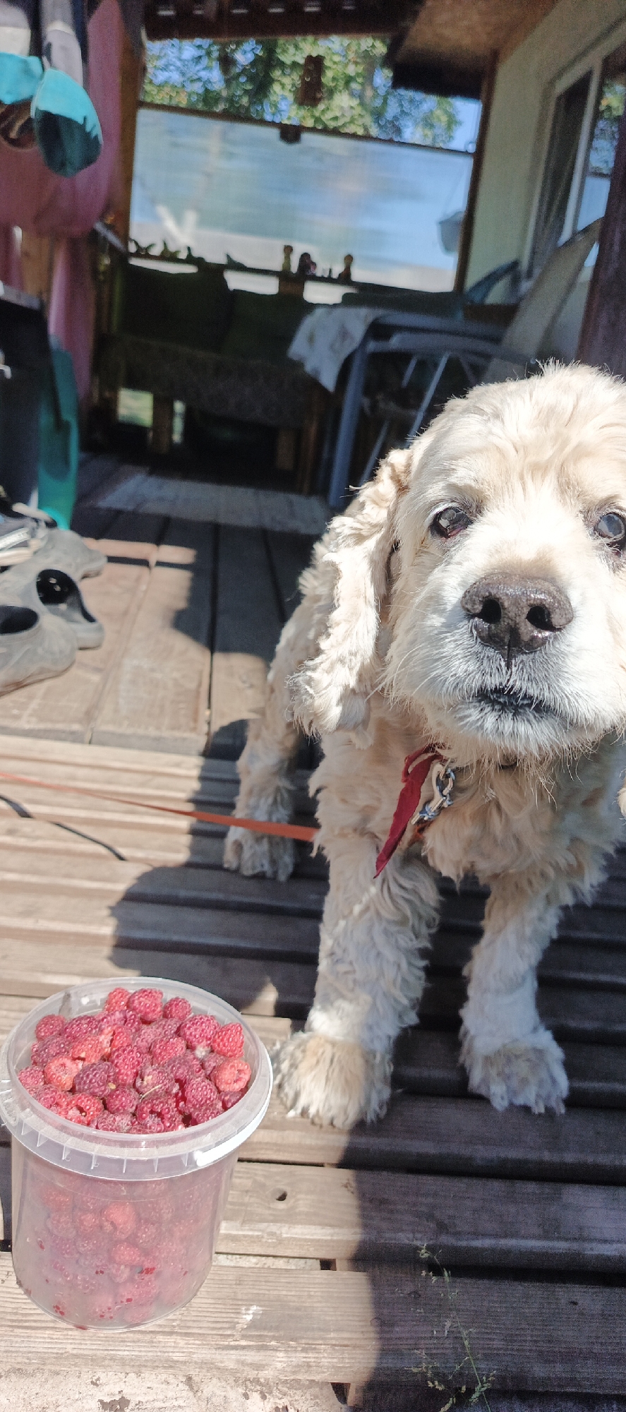 A light-colored dog with curly fur is standing on a wooden deck. The dog is looking directly at the camera with its mouth slightly open. It is wearing a red collar and a leash. To the left of the dog, there is a clear plastic bucket filled with raspberries. The background shows a covered outdoor area with some furniture and foliage visible. The lighting suggests it is a sunny day. The image appears to be taken in a residential outdoor setting, possibly a dacha or country house, a common type of dwelling in Chaikovsky, Russia, especially in the summer months.