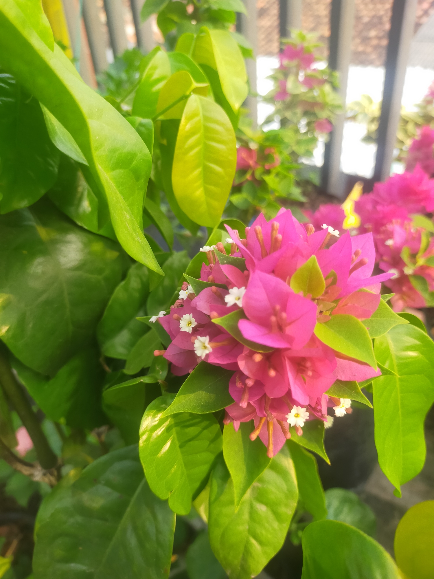 The image displays a close-up of bright pink bougainvillea flowers and lush green leaves, with a blurred background that suggests an outdoor setting. The flowers are clustered together, with small white accents at their centers. The leaves are glossy and appear healthy. The background shows a fence or railing with vertical elements and a bright, out-of-focus area that could be sunlight or sky. The overall impression is one of vibrant natural beauty. The photograph was taken in Tegalandong, Indonesia.