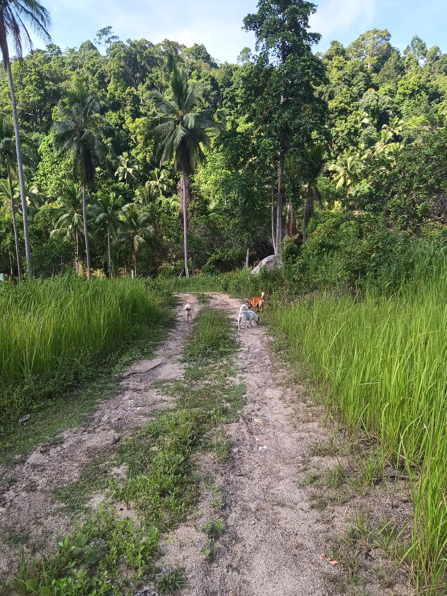 The image depicts a dirt path winding through lush, tropical vegetation. Tall grass flanks the path on both sides, leading toward a dense forest with palm trees and various broadleaf trees. Three dogs are present on the path. One small, light-colored dog is further down the path, while a white and speckled dog and a tan dog are closer to the viewer. The sky is partially visible above the trees, suggesting it's daytime. The location appears to be rural and natural.