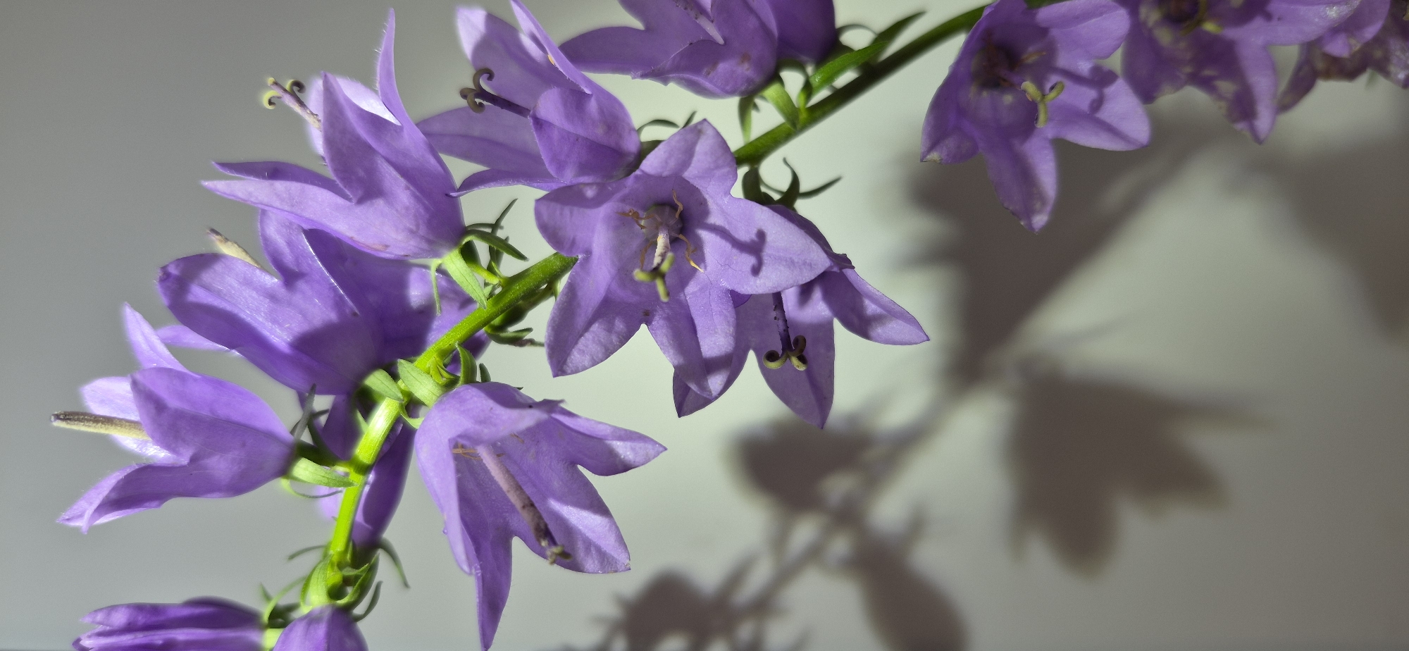 The image shows a close-up of a stem of purple bellflowers with their shadows cast on a neutral background. The flowers are delicate and bell-shaped, with visible stamens. The stem is green and sturdy, supporting the blossoms. The lighting creates a soft contrast, highlighting the details of the petals and the gentle curve of the stem. The shadows are elongated and slightly distorted, suggesting a light source positioned to the side and slightly above the flowers. There are no people or specific urban elements visible. The environment appears to be indoors or a controlled setting, possibly a studio, given the uniform background and the focus on the botanical subject. No location in Ussurijsk, Russia can be identified from the image.