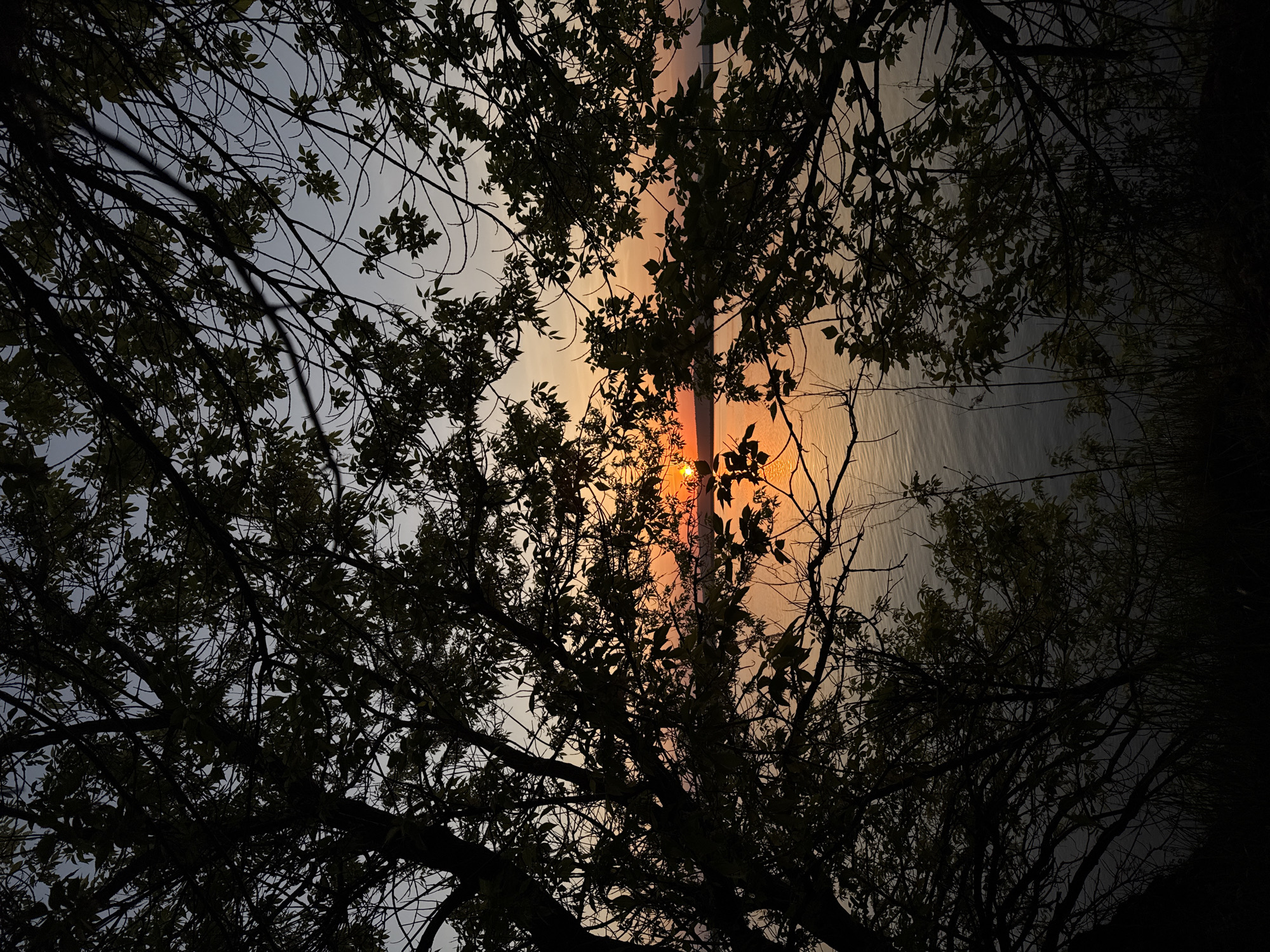 The image shows a view looking up through trees towards what appears to be a body of water at sunset, likely the Kama River in Chaikovsky, Russia. The foreground is dominated by the dark silhouettes of tree branches and leaves. The sky behind the trees transitions from a lighter blue to a warm orange-yellow near the horizon. There is a vertical pole or structure visible between the trees, seemingly reflecting sunlight. The overall impression is one of a natural scene viewed from a low angle beneath tree cover.