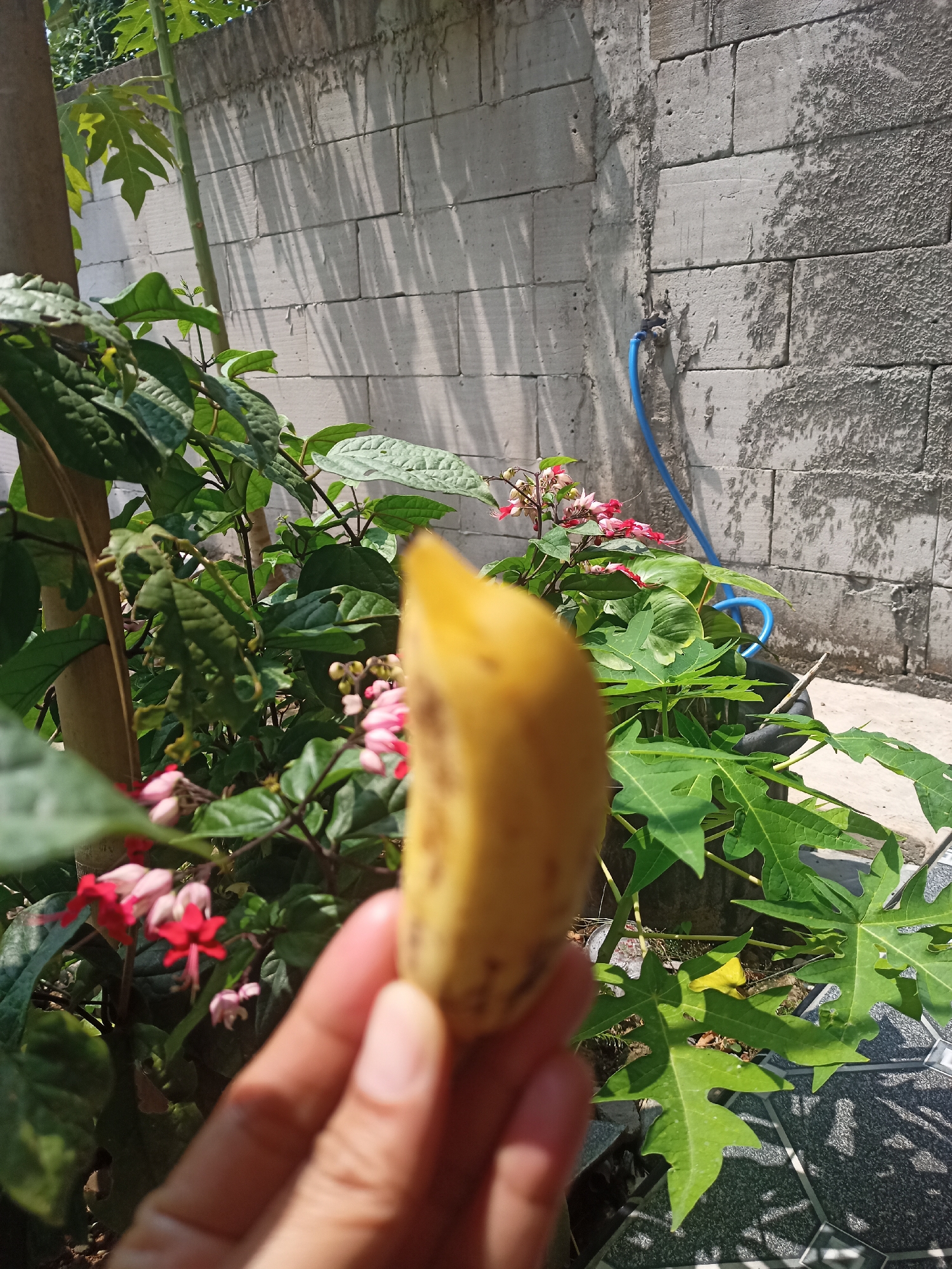 In Karangtalun, Indonesia, a person's hand holds a piece of yellow banana in the foreground, obscuring a portion of the scene. Behind the hand, a plant with green leaves and small pink and red flowers is visible. Further in the background, a rough concrete block wall is present, with a blue hose attached to it. The scene is outdoors, with sunlight casting shadows on the wall.