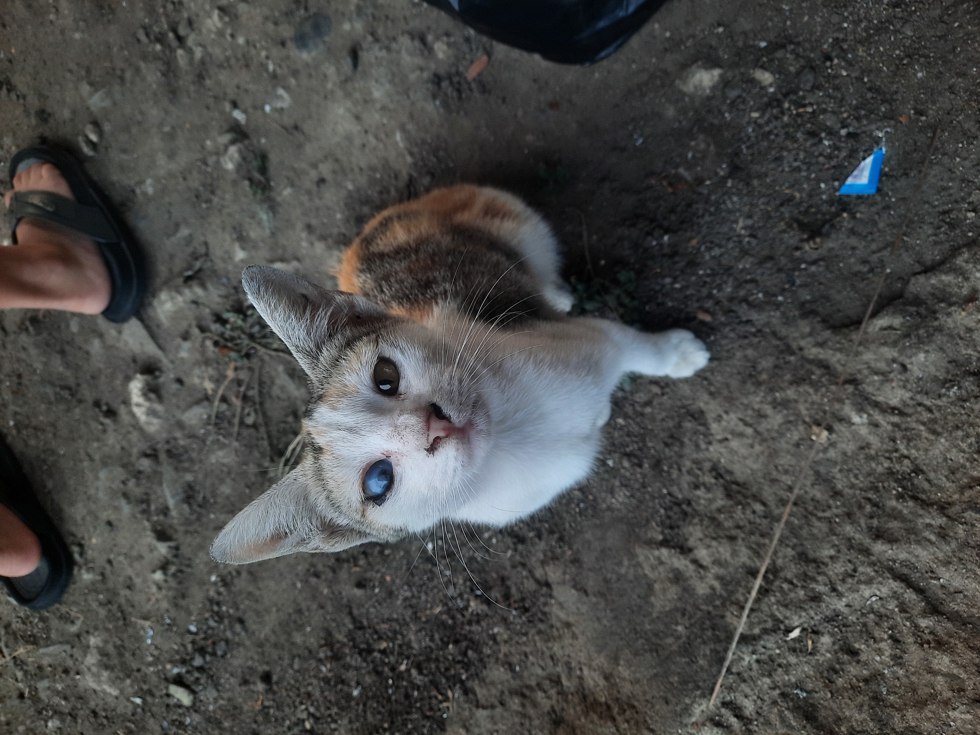 A stray cat with calico fur and a blue-tinted left eye sits on a dirt ground. The cat is looking up towards the camera. In the background, a person wearing black flip-flops stands with their feet visible. The scene appears to be in an outdoor area of North Jakarta, Indonesia, possibly a park or alleyway.