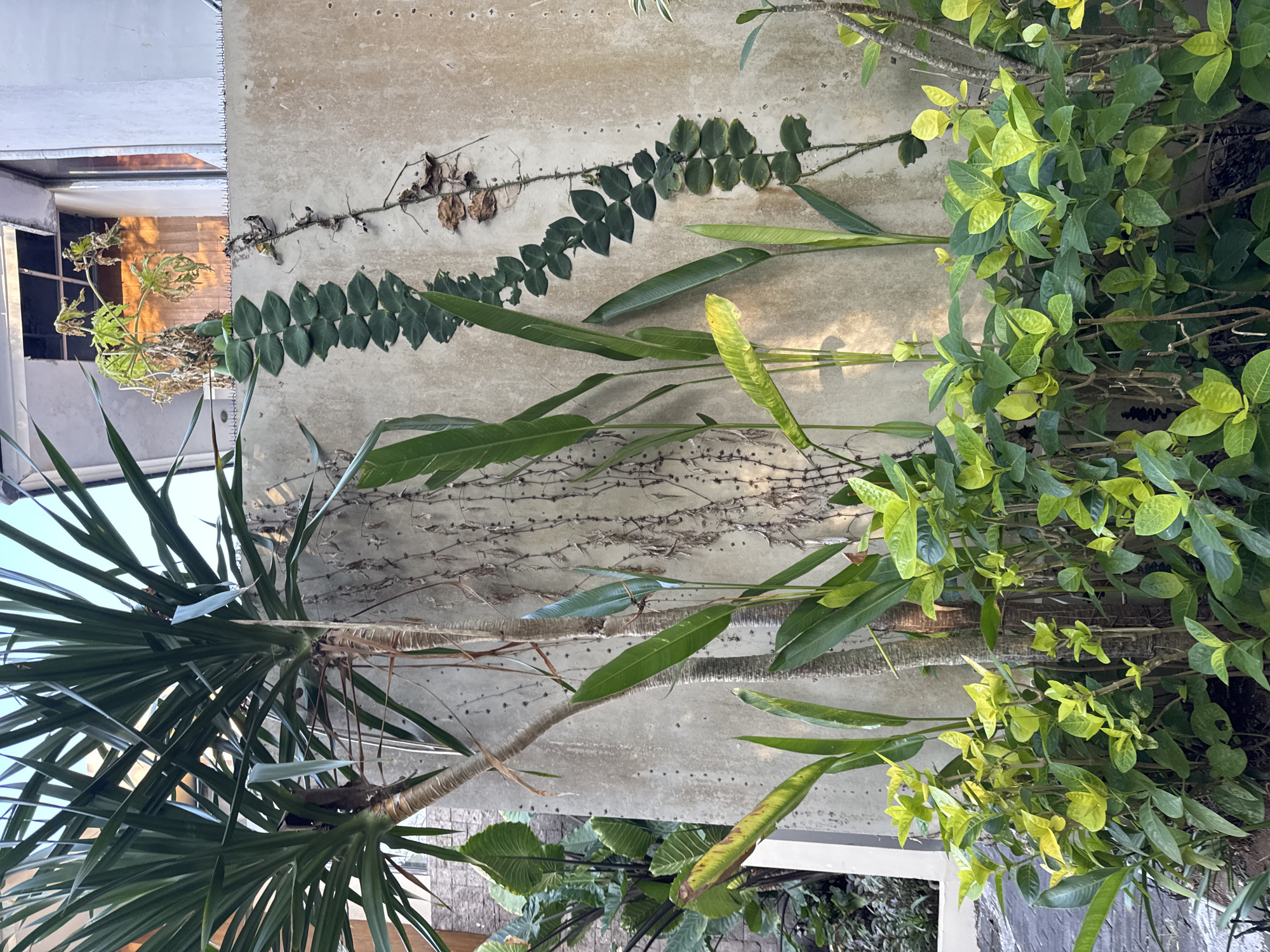 The image shows an outdoor scene with lush green foliage against a textured concrete wall. A tall, leafy plant with dark green, sword-shaped leaves dominates the upper left of the frame, its stems thick and fibrous. To the right of this plant, a thin, vine-like plant with small, circular leaves climbs vertically up the wall. The concrete wall itself is a light tan color with a rough, pitted texture, marked with numerous small, dark specks. In the foreground, a dense cluster of smaller plants with bright green to yellow-green leaves fills the lower portion of the image, creating a vibrant contrast to the wall and the larger plants. The lighting suggests it is daytime, with sunlight casting shadows and highlighting the varied textures and colors of the vegetation and the wall. The background is slightly out of focus, showing hints of architectural structures, possibly a building, and a clear sky. This scene appears to be a well-maintained garden or courtyard area within a property in Kuta Selatan, Indonesia, likely a residential or hospitality setting given the presence of decorative plants and bordering walls.