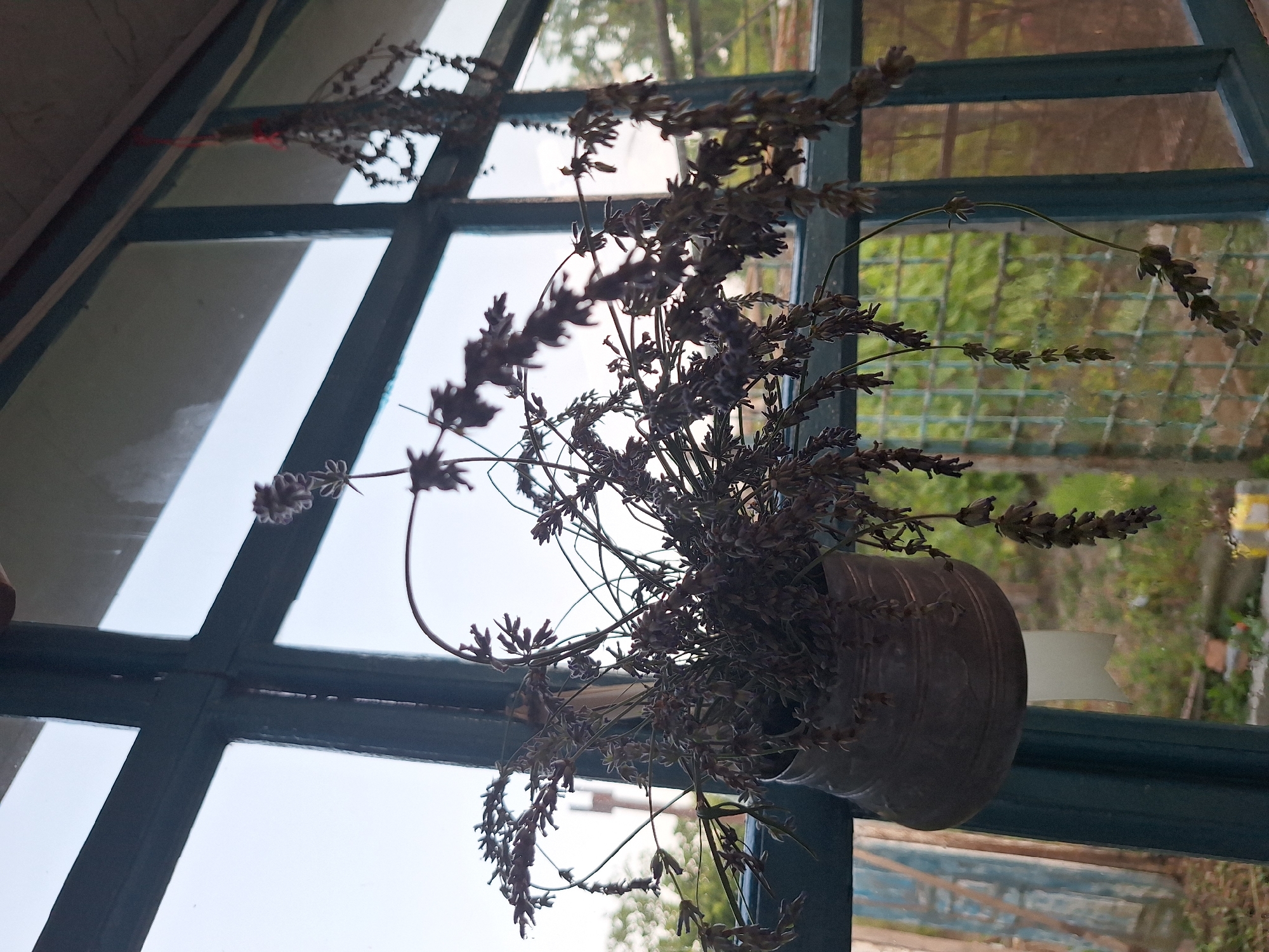 A still life image features dried lavender plants hanging from a window frame. In the foreground, a metallic pot filled with dried lavender is suspended by string. To the right, another bunch of dried lavender is tied with red string and hangs from the window frame. The window has a dark green frame. Beyond the window, a blurred background shows greenery and what appears to be a fence. The lighting suggests an outdoor scene, possibly in Nabran, Azerbaijan, given the characteristic window style and greenery. There are no people visible in the image.