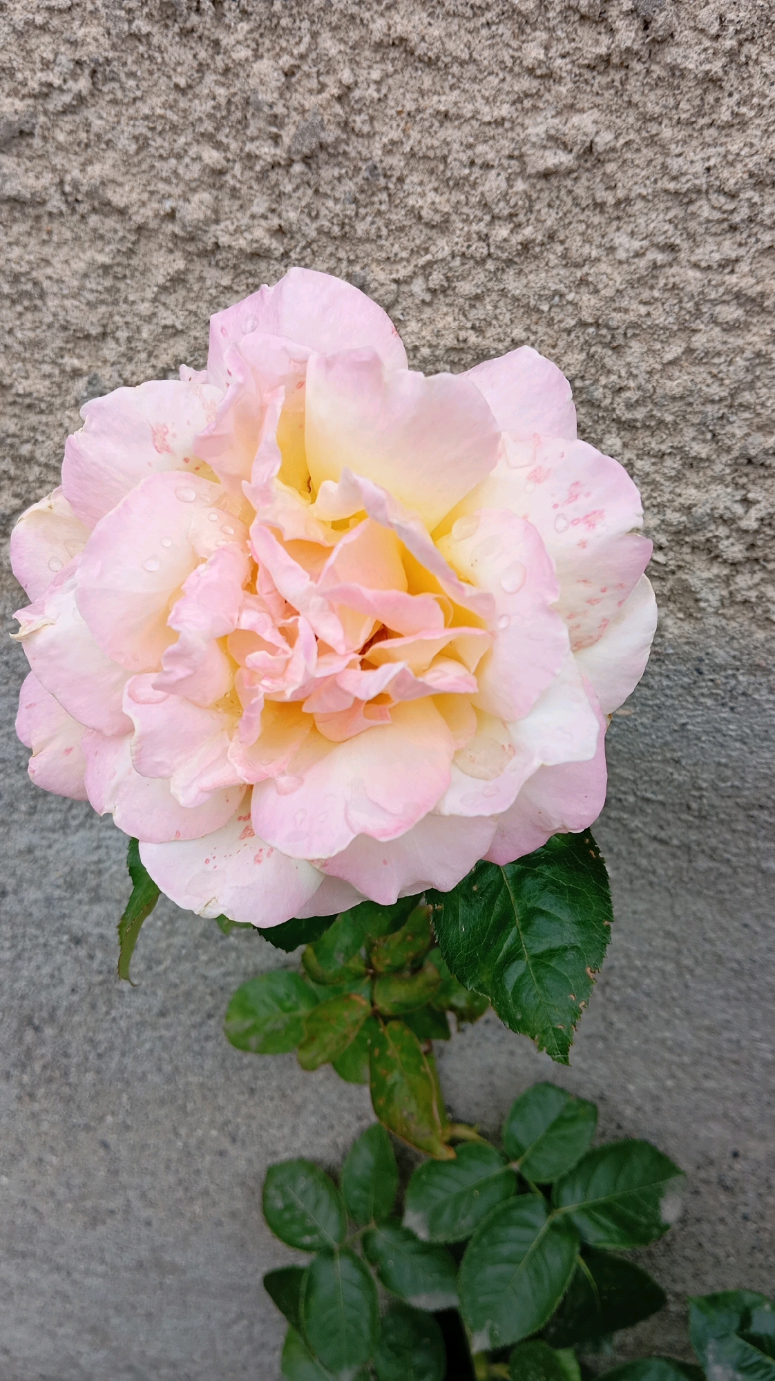 A close-up, vertical shot focuses on a pale pink and yellow rose with dew drops on its petals, positioned in front of a textured, grey concrete wall. The rose is in bloom, with layered petals and some pink speckles visible on the outer petals. Below the rose, several dark green leaves of the plant are visible, some showing signs of wear. The scene appears to be an outdoor setting in the city of Baksan, Russia. The image captures a natural subject against an urban backdrop.