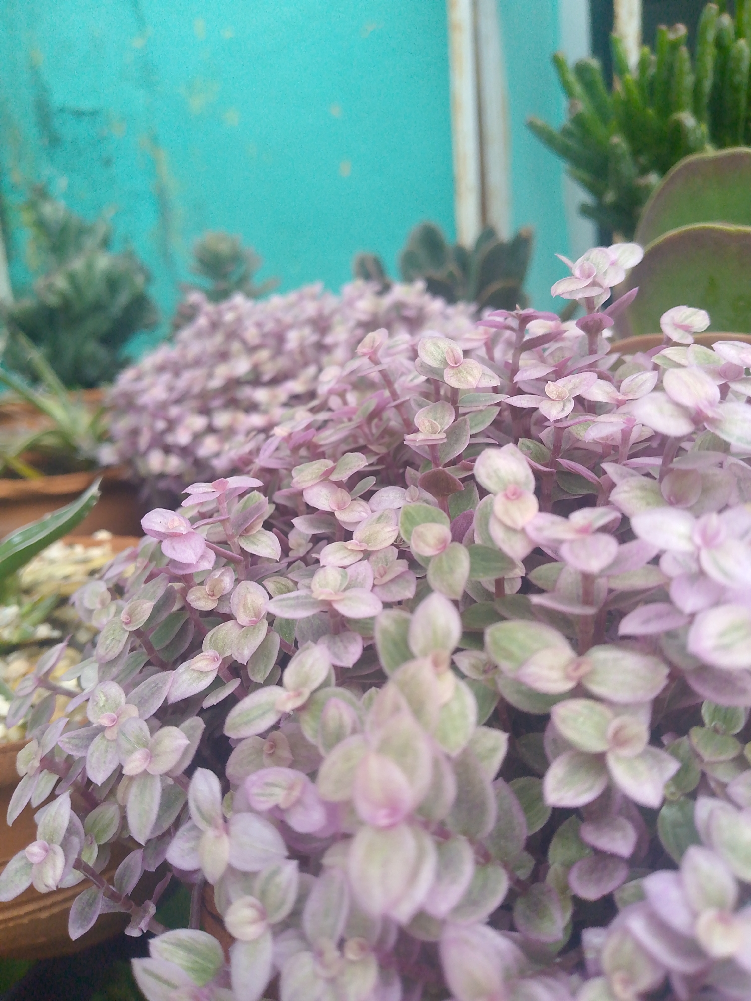 The image depicts a close-up view of a potted plant with small, variegated leaves. The leaves are primarily pale pink with subtle green variegation. The plant appears to be a type of creeping or ground-cover succulent. The background is blurred, but includes other potted plants and a turquoise wall. The location is Tinaquillo, Venezuela.