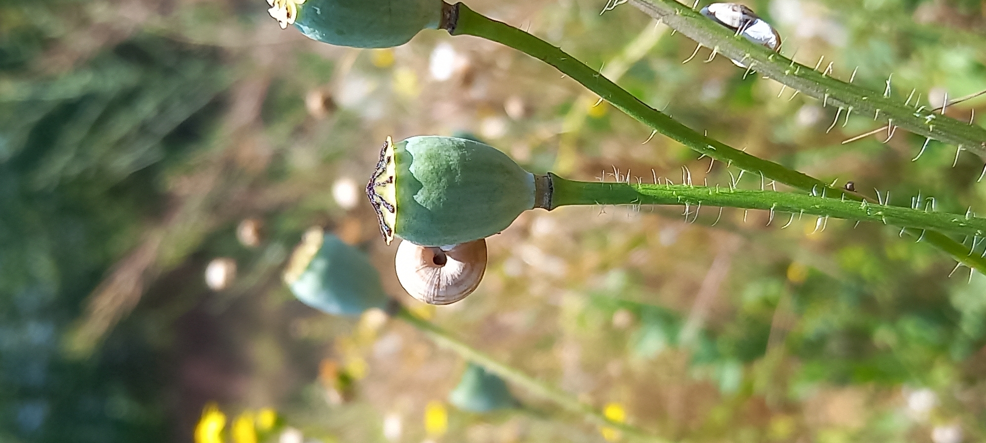 A close-up, vertical, outdoor shot focuses on the seed pods of opium poppies in an uncultivated area. The foreground shows a sharp, green poppy stem covered in white, hair-like spines. A green, immature poppy seed pod is prominently featured, with a small snail shell resting on its side and a cluster of black ants on its cap. Another poppy seed pod is visible to the right, also with ants, and a shiny, reflective object, possibly a snail shell or beetle, attached to its stem. The background is blurred, showing more unfocused poppy seed pods, yellow wildflowers, and green foliage, suggesting a natural or overgrown setting. The overall impression is of a detailed botanical study in a wild or semi-wild environment. The location is not specified in the image.