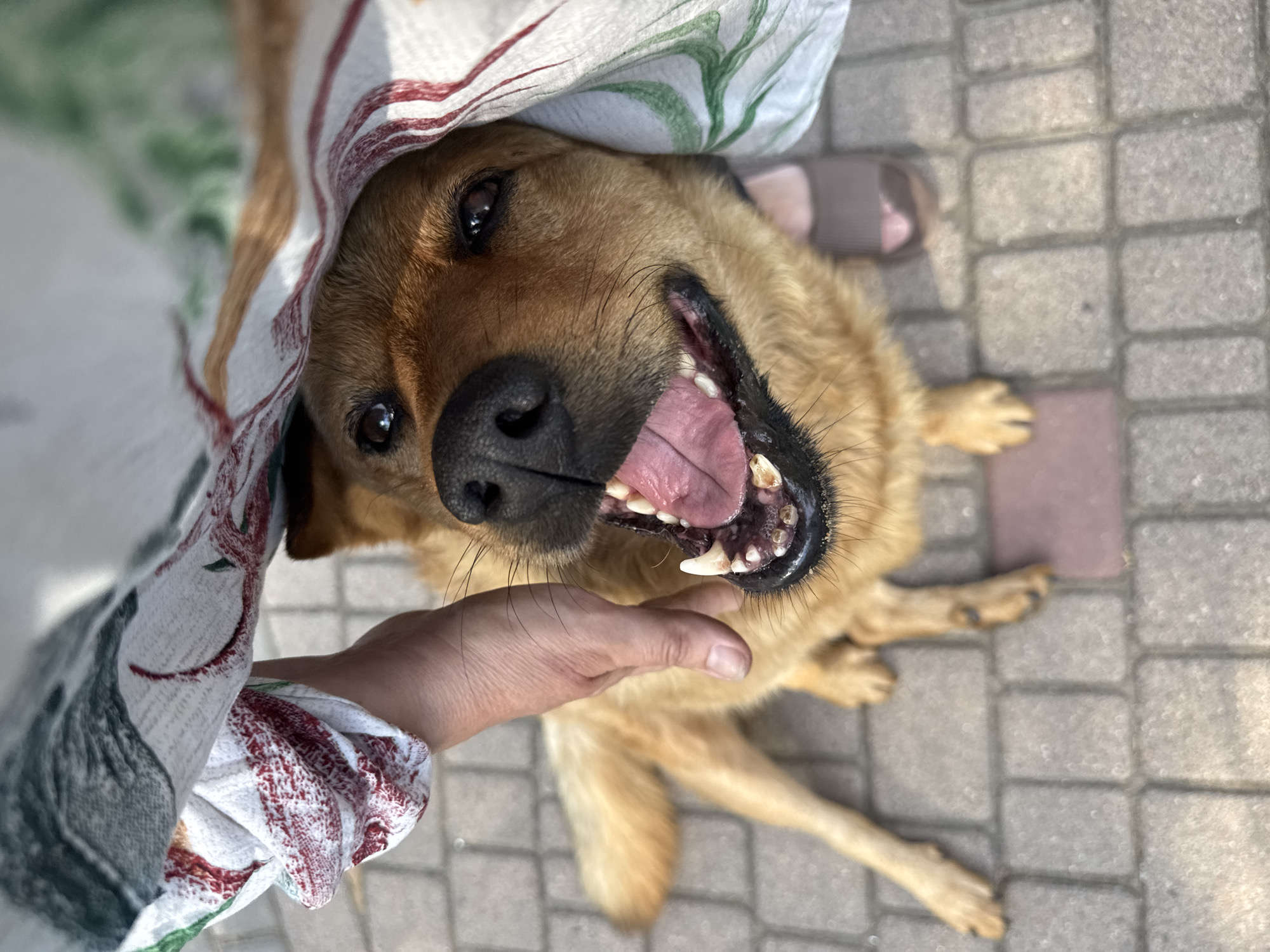 A medium shot, overhead, captures a playful golden-brown dog with its mouth open and tongue out, looking up at the camera. The dog is partially covered by a white and red striped cloth with green leaf patterns. A person's hand, with fair skin and short fingernails, gently touches the dog's fur near its mouth. The dog is lying on a paved surface composed of grey rectangular bricks. In the background, a blurred figure wearing a dark sandal is visible, suggesting an outdoor setting. The lighting indicates it is daytime, possibly sunny, given the brightness of the image. The dog's expression appears happy and energetic. The scene is set in Odesa, Ukraine.