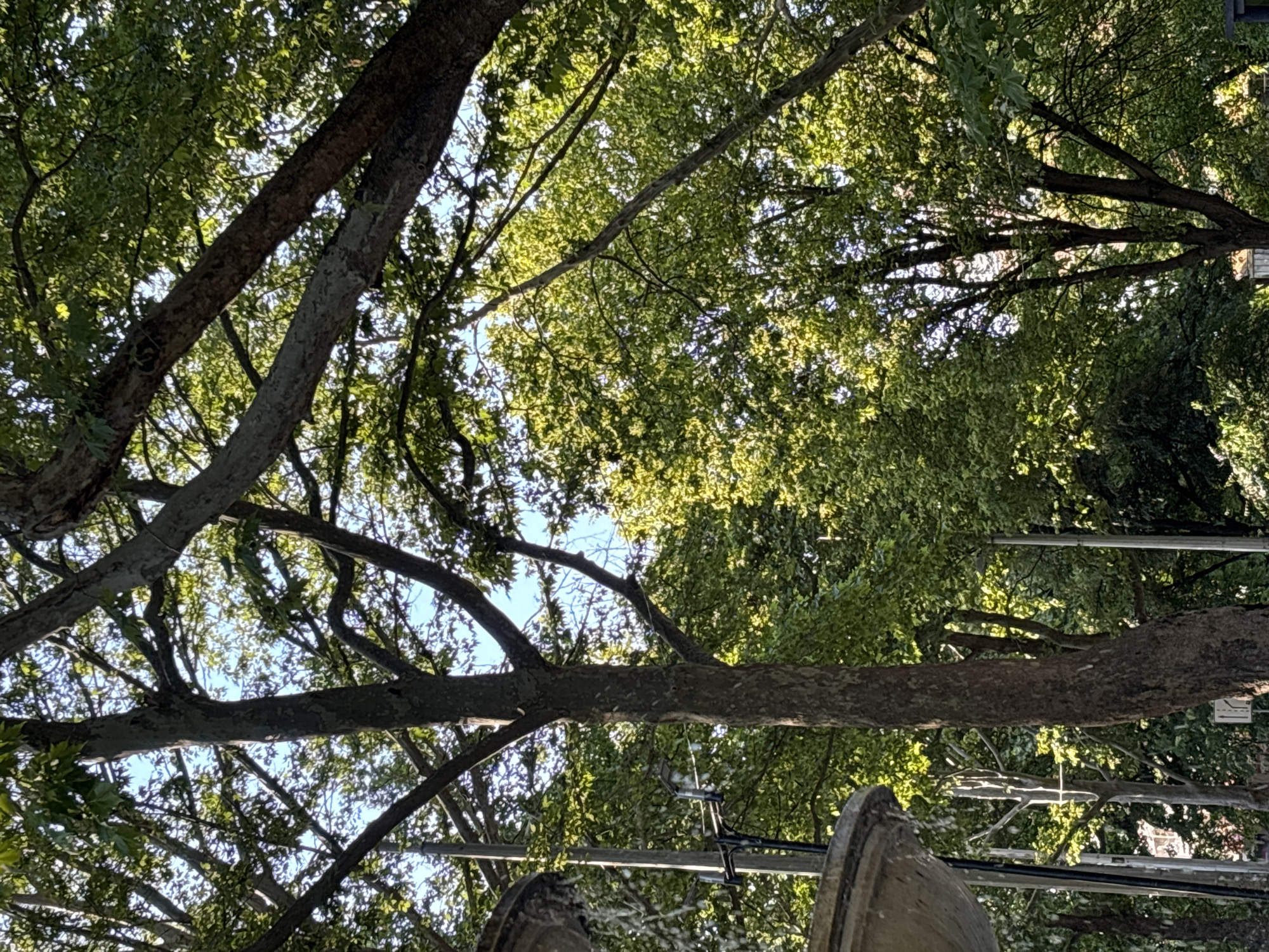 This is an outdoor, ground-level, eye-level, slightly upward-angled medium shot of a park-like setting in Shumen, Bulgaria, during daylight. The image is dominated by the lush green foliage of trees, with their branches and trunks forming a canopy against a bright blue sky. Sunlight filters through the leaves, creating a dappled effect and highlighting the vibrant green. In the foreground, on the left side of the image, a portion of a decorative stone structure, possibly a fountain, is visible. Behind it, a utility pole with wires and lights can be seen. The central focus of the image is a large tree trunk with visible bark texture. The overall atmosphere is serene and natural.