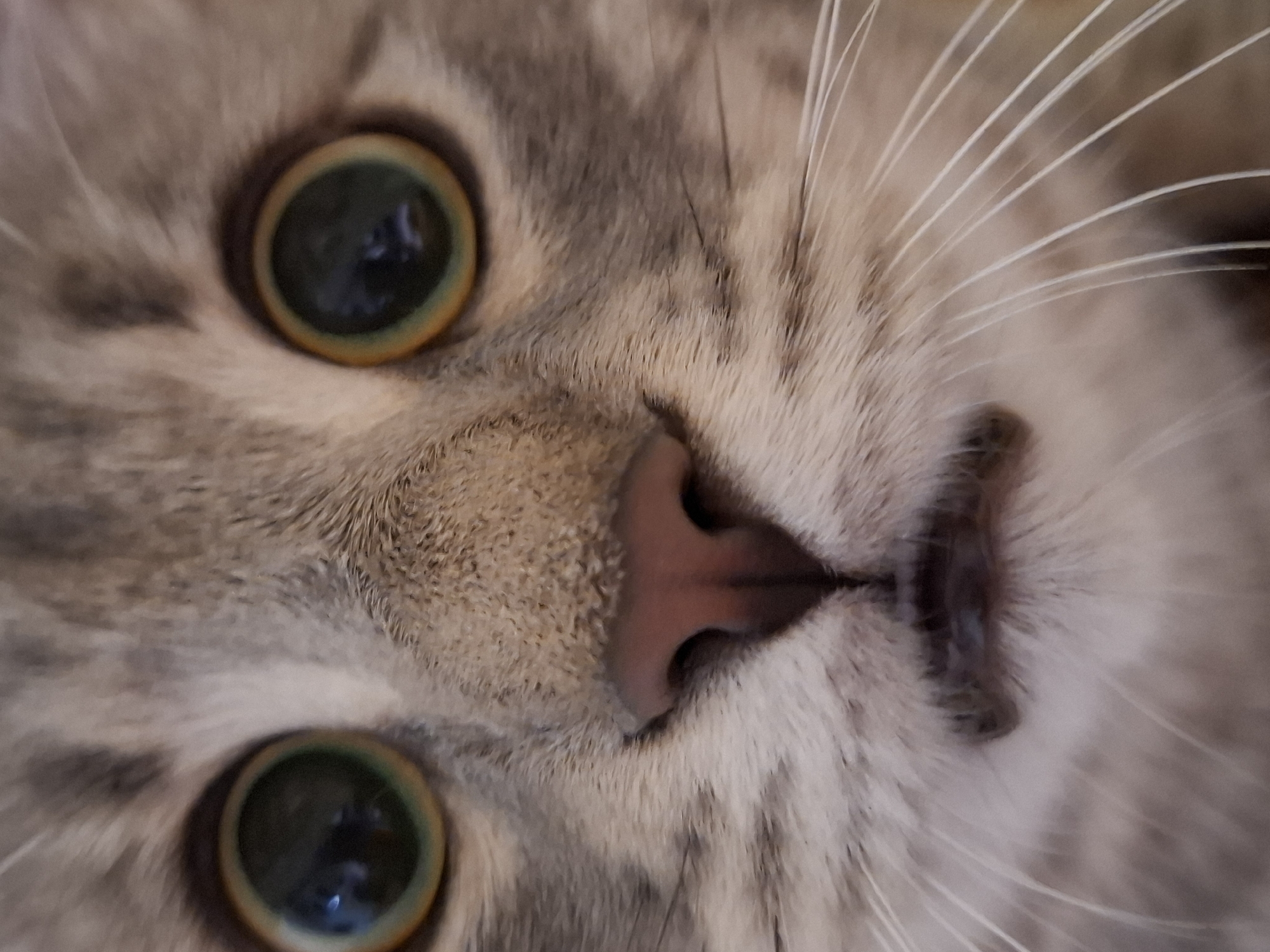 A close-up shot shows the face of a light gray tabby cat with large, round green eyes. The cat's pink nose is centered in the frame, surrounded by light-colored whiskers. The cat's mouth is slightly open. The photograph is taken at a close range, focusing on the cat's facial features. No information is available about the location in Novi Sad, Serbia, as it is not visible in the image.