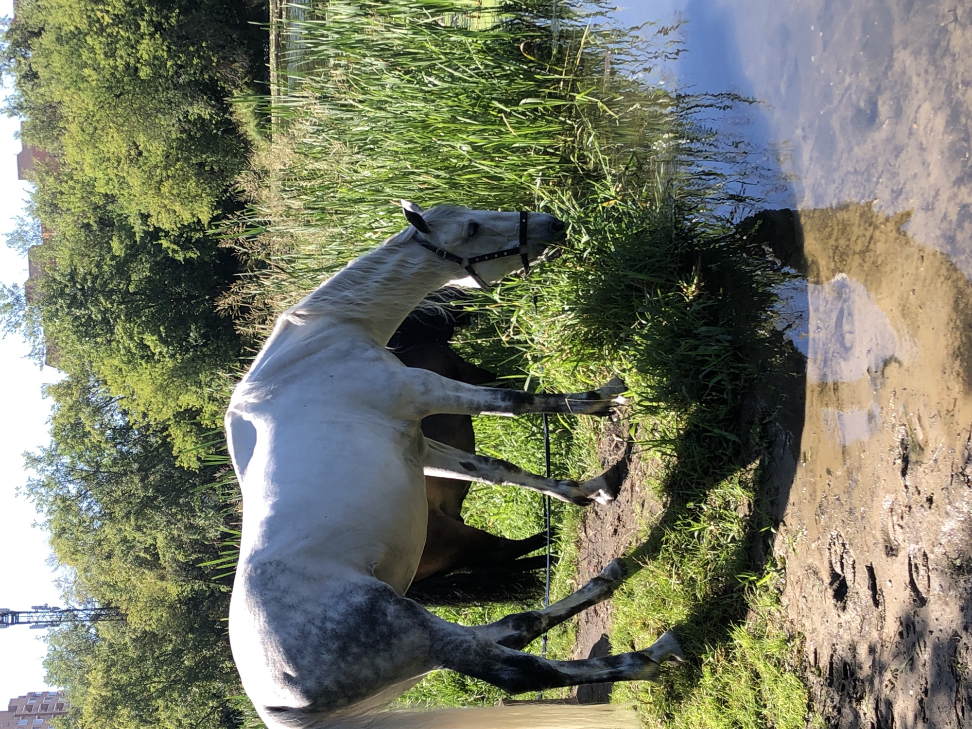 A white horse with a dark mane and tail is drinking from a narrow body of water. The horse is partially obscured by tall green grass and reeds growing along the bank. A darker horse is visible behind the white horse, partially submerged in the water. The ground in front of the horses is muddy with visible hoof prints. In the background, lush green trees line the opposite bank of the water. Beyond the trees, modern apartment buildings are visible, and a cell tower stands out against the sky. The scene appears to be a park or natural area within a city. This scene is located in Moscow, Russia.