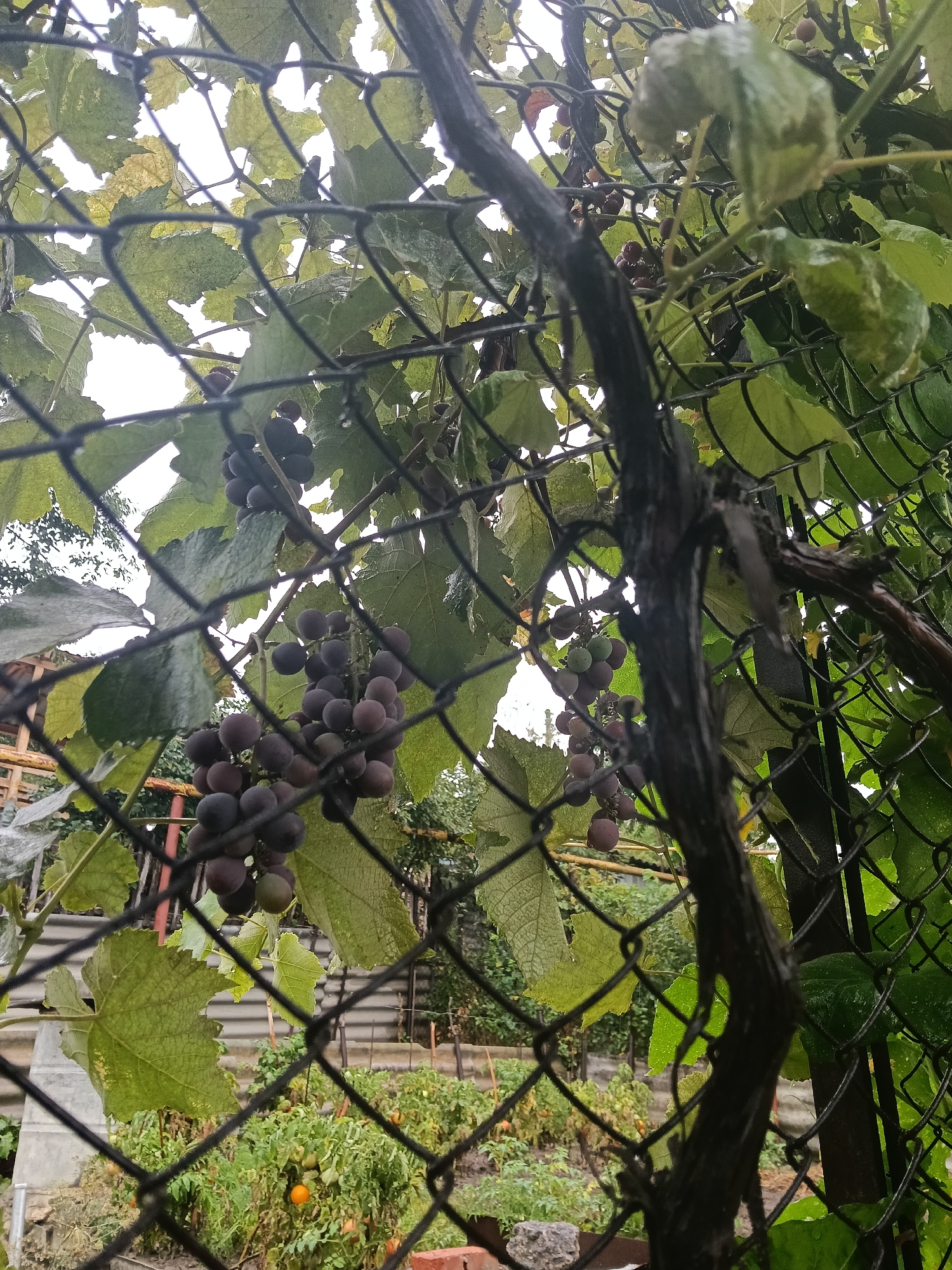 A cluster of dark purple grapes hangs from a vine behind a black wire fence in a garden. The grapes are wet, suggesting recent rain. In the background, a tomato plant with ripening orange tomatoes is visible. The overall scene is slightly overcast, with a cloudy sky.