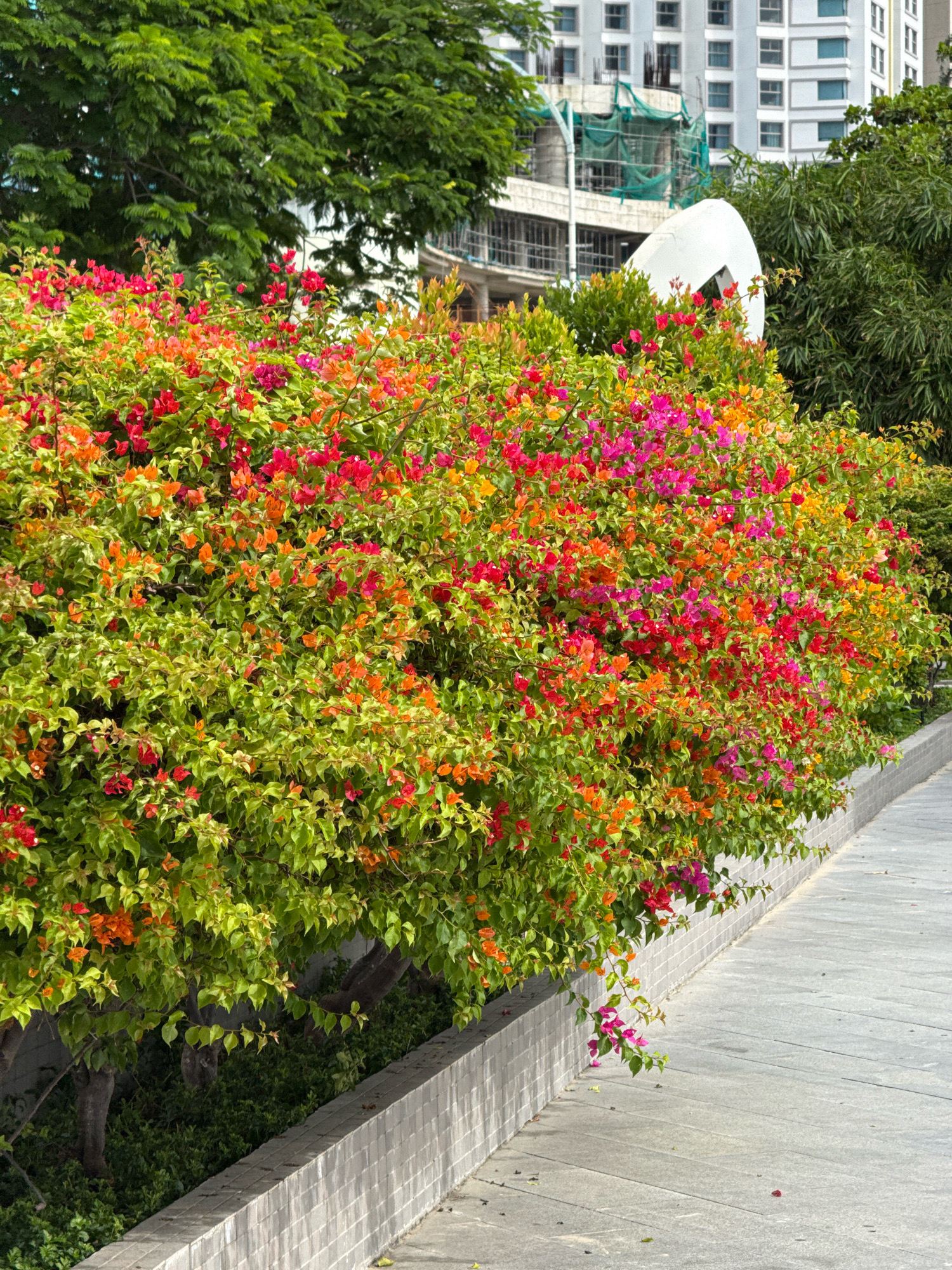 A lush, vibrant bougainvillea hedge blooms with an abundance of colorful flowers, ranging from fiery reds and oranges to bright pinks and purples. The hedge is positioned along a paved walkway with a low, tiled wall bordering its edge. In the background, a modern building under construction is visible, partially obscured by the greenery of mature trees. The scene is likely located in Nha Trang, Vietnam, a coastal city known for its tropical flora and ongoing urban development. No people are present in the image.