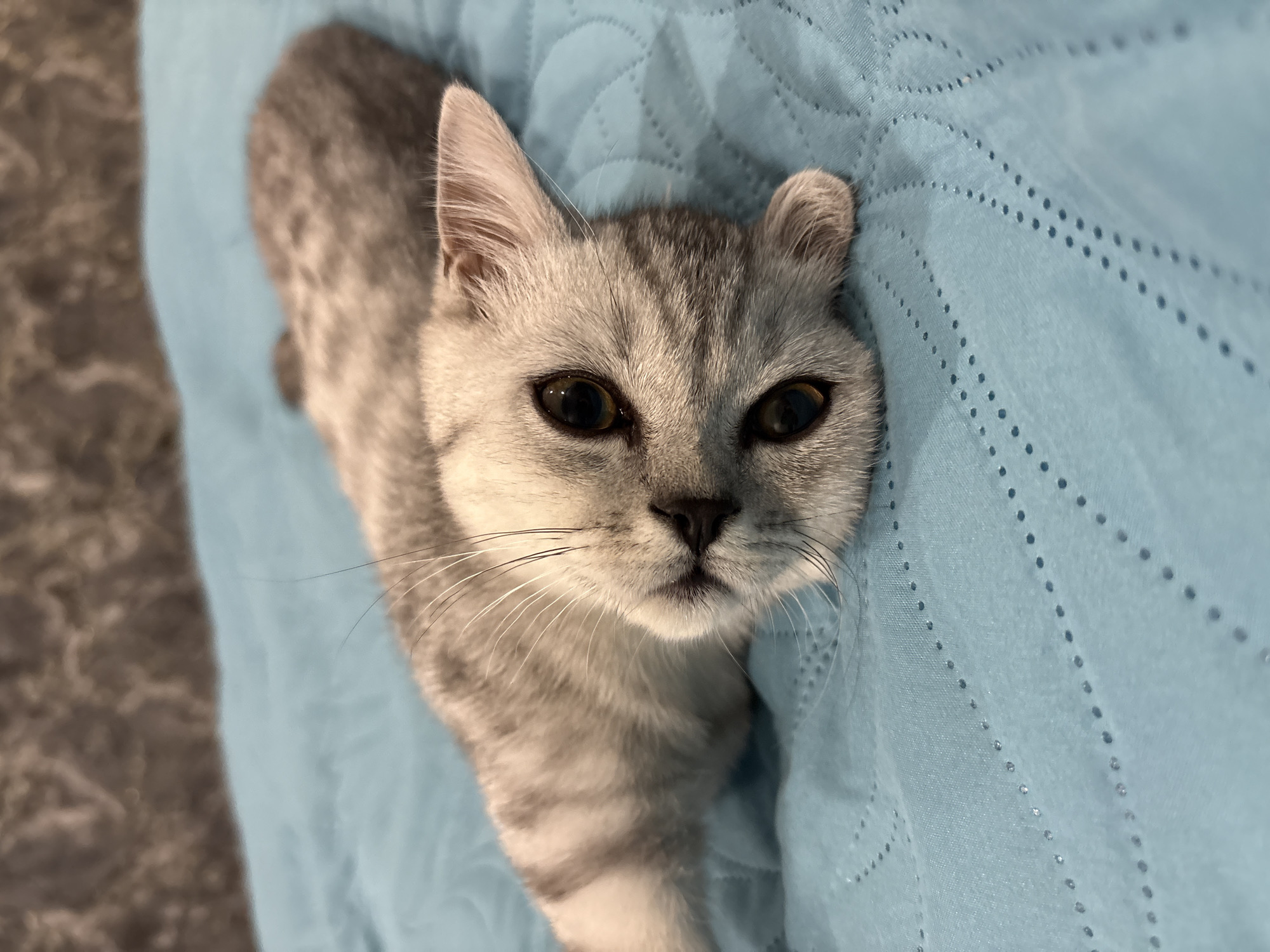 This is a close-up, high-angle photograph of a domestic short-haired cat, specifically a silver tabby, lying on a blue quilted surface. The scene is set indoors, in Izhevsk, Russia.
The cat is the main subject, positioned centrally, with its head slightly raised and looking directly at the camera. It has striking dark, almond-shaped eyes and a small black nose. Its fur is a light grey base with distinct darker grey tabby stripes visible on its forehead, ears, and across its body, which extends diagonally towards the bottom left of the frame. Long, white whiskers fan out from its muzzle. The cat's ears are pointed and appear healthy. Its expression is calm and observant, possibly curious.
The cat rests on a light blue blanket or quilt with a subtle textured pattern of small, embossed dots arranged in linear and diagonal formations. To the left of the cat, a darker, mottled surface, possibly a rug or another piece of furniture, is partially visible, providing a contrast in texture and color to the blue quilt. The lighting is soft and even, indicating an indoor setting without harsh shadows. There is no visible text in the image.