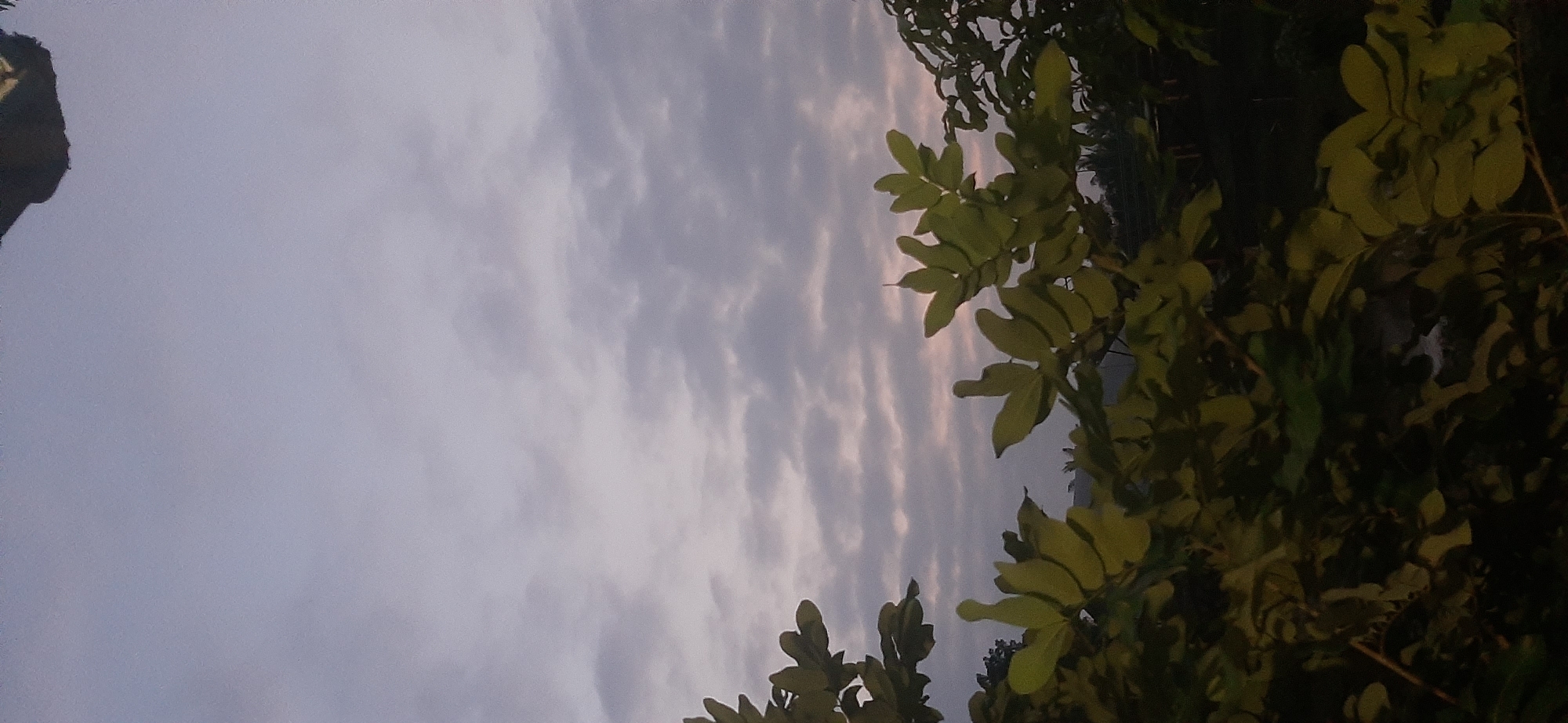 The image depicts a vertical shot of a twilight sky with scattered clouds, framed by the foliage of trees in the foreground. The sky transitions from a lighter hue at the top to a more muted, lavender-grey with subtle pinkish tinges towards the horizon, suggesting either dawn or dusk. The clouds are wispy and elongated, with some darker, denser formations interspersed among them.
In the foreground, large, light green leaves of several branches are visible, some silhouetted against the sky, others illuminated by the fading light. The leaves are detailed, with clear veins and slightly irregular edges, suggesting a tropical or subtropical plant species. The foliage occupies the bottom half of the frame, with some darker green leaves and branches further in the background, creating a sense of depth. The overall atmosphere is serene and natural, indicative of an outdoor setting.
While the image does not explicitly show any recognizable landmarks of Jambi, Indonesia, the presence of lush vegetation and the tropical twilight sky are consistent with the climate and environment of the region. The upper right corner of the image contains a dark, amorphous shape that is difficult to identify clearly but might be part of a structure or a large object. No people or specific urban elements are discernible in the scene. The photograph appears to have been taken with a mobile phone camera, given the aspect ratio and image quality.