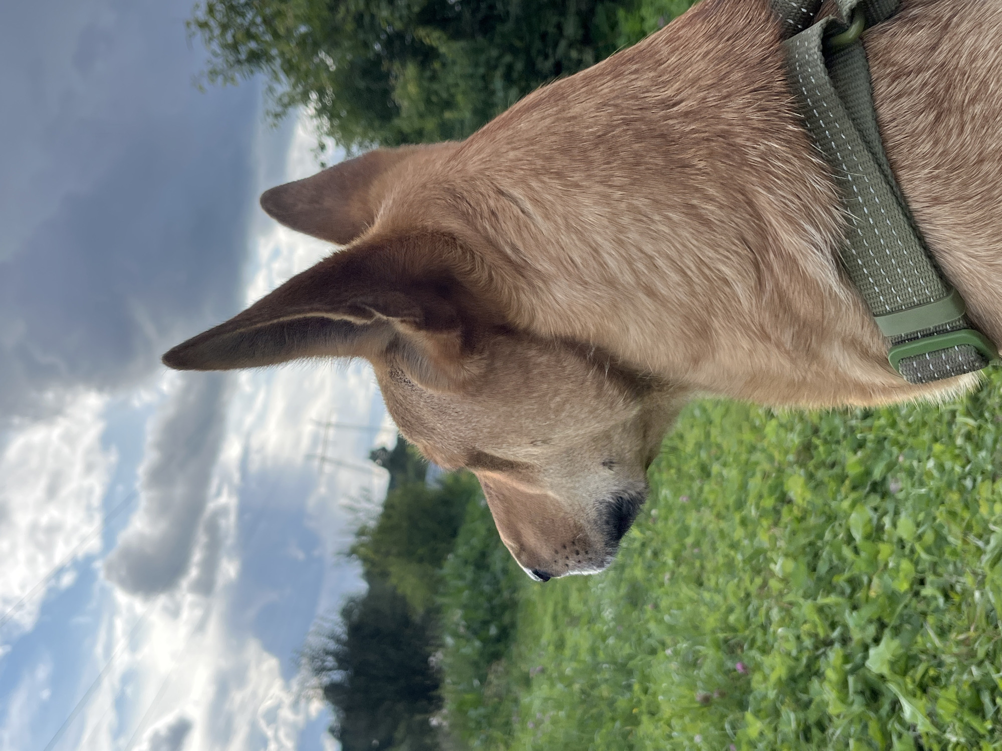 A close-up, side-profile medium shot captures a tan-colored dog looking intently to the left. The dog's head and neck fill the right side of the frame, with its large, pointed ears prominently displayed against a cloudy sky. The dog wears a green collar with reflective stitching. The background features a lush, green field with scattered small pink flowers, leading to a treeline with visible utility lines overhead. The scene appears to be an outdoor, rural setting. No specific landmarks in Nizhny Tagil, Russia are identifiable in the image.